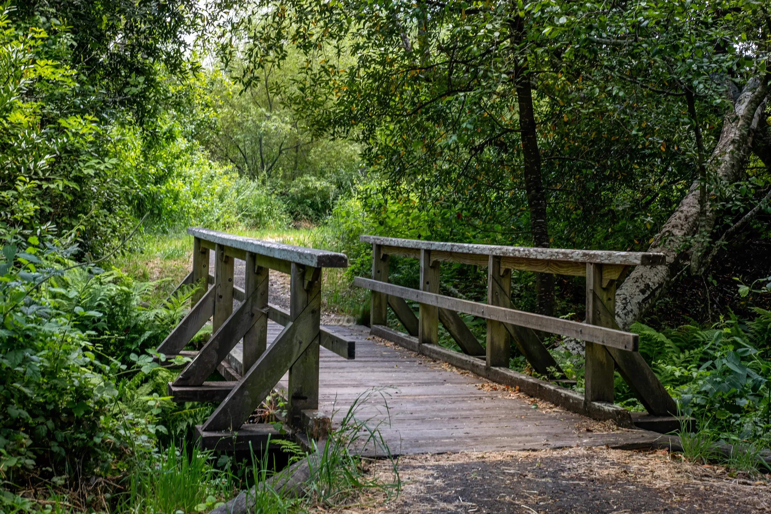 A small wooden bridge over a dirt path surrounded by lush green trees and foliage in a forest.
