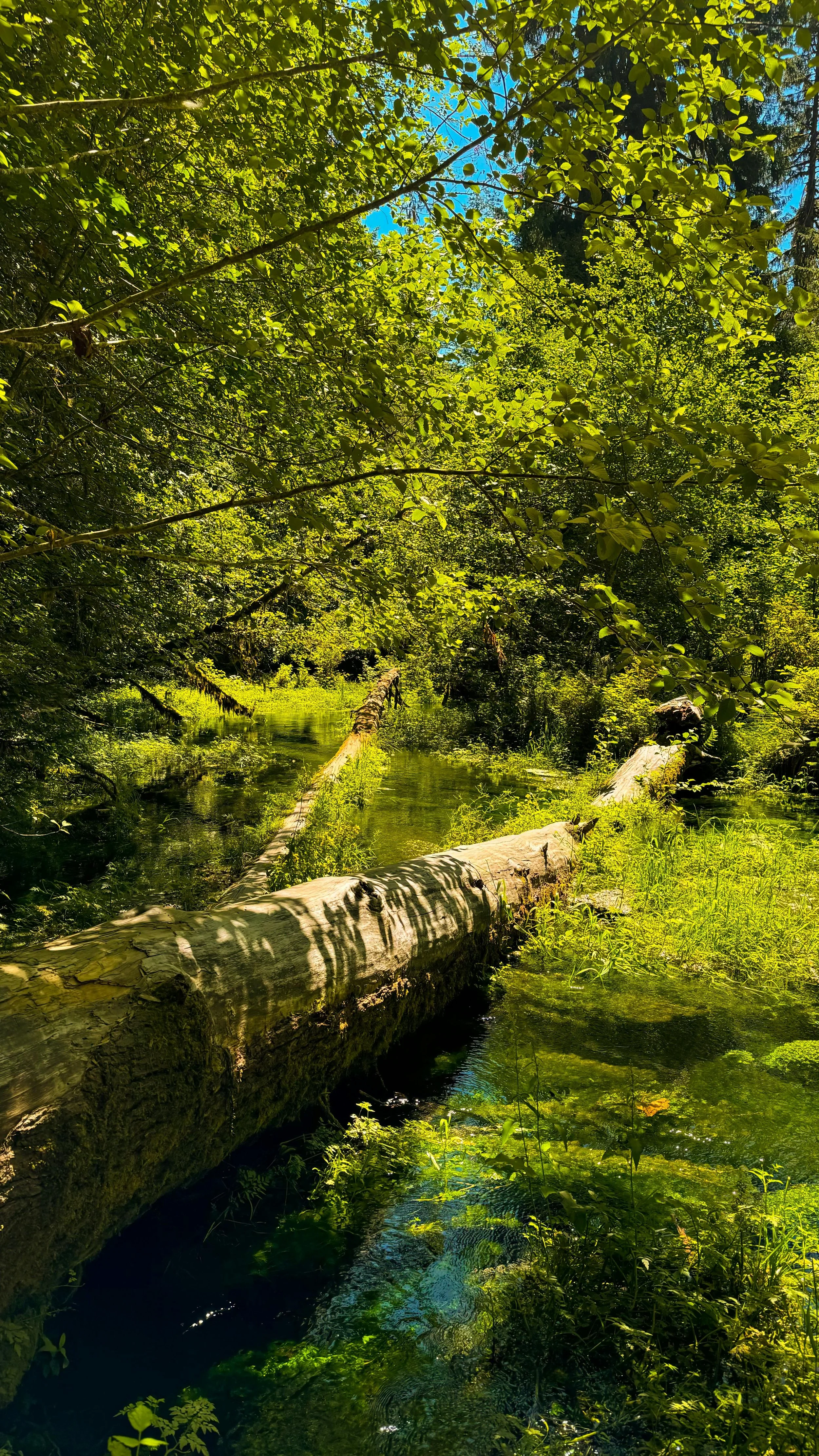 A forest scene with a fallen log over a small stream, surrounded by green foliage and trees with sunlight filtering through the leaves.
