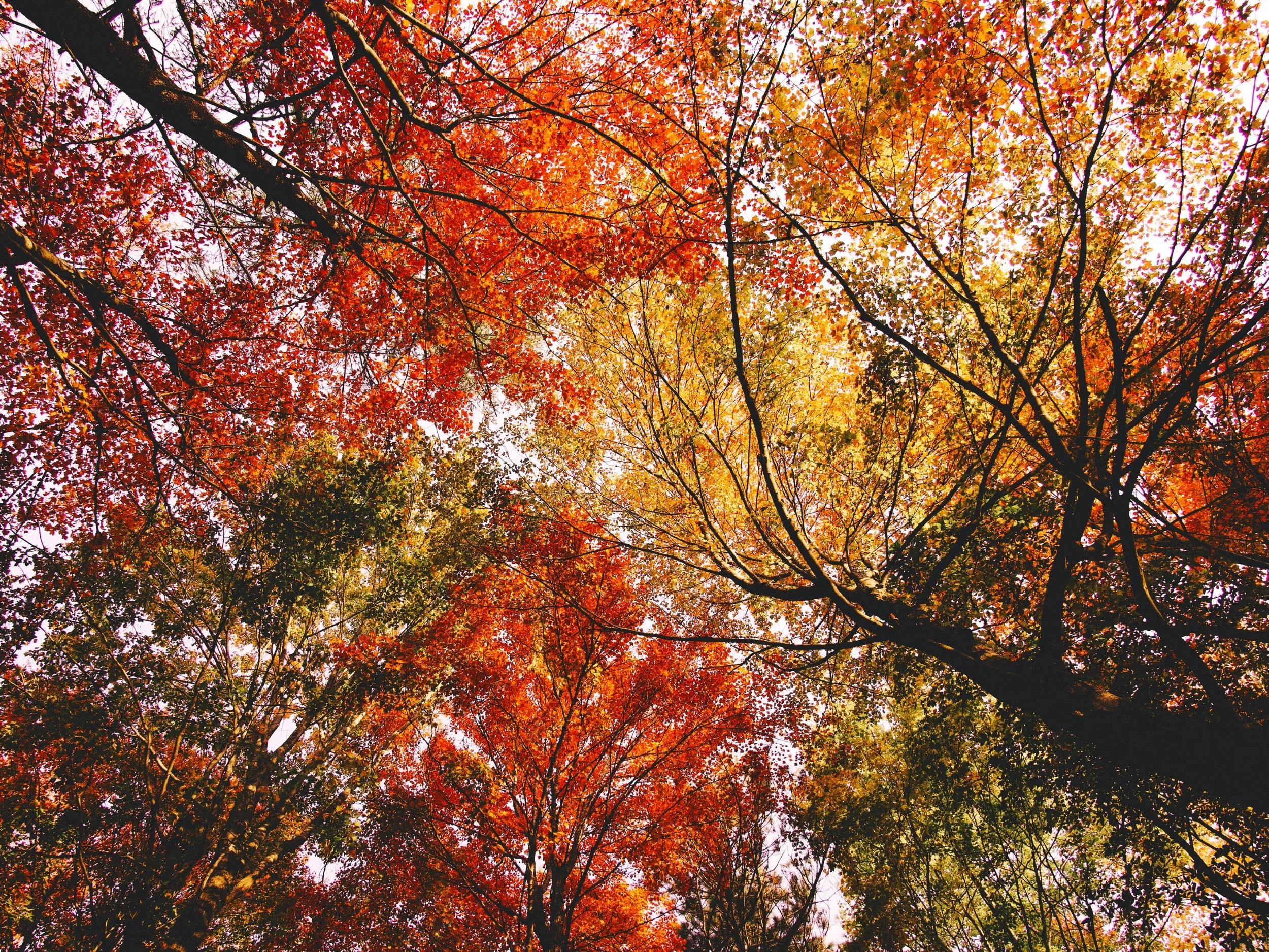 Tree branches with red, orange, and yellow autumn leaves viewed from below against a bright sky.