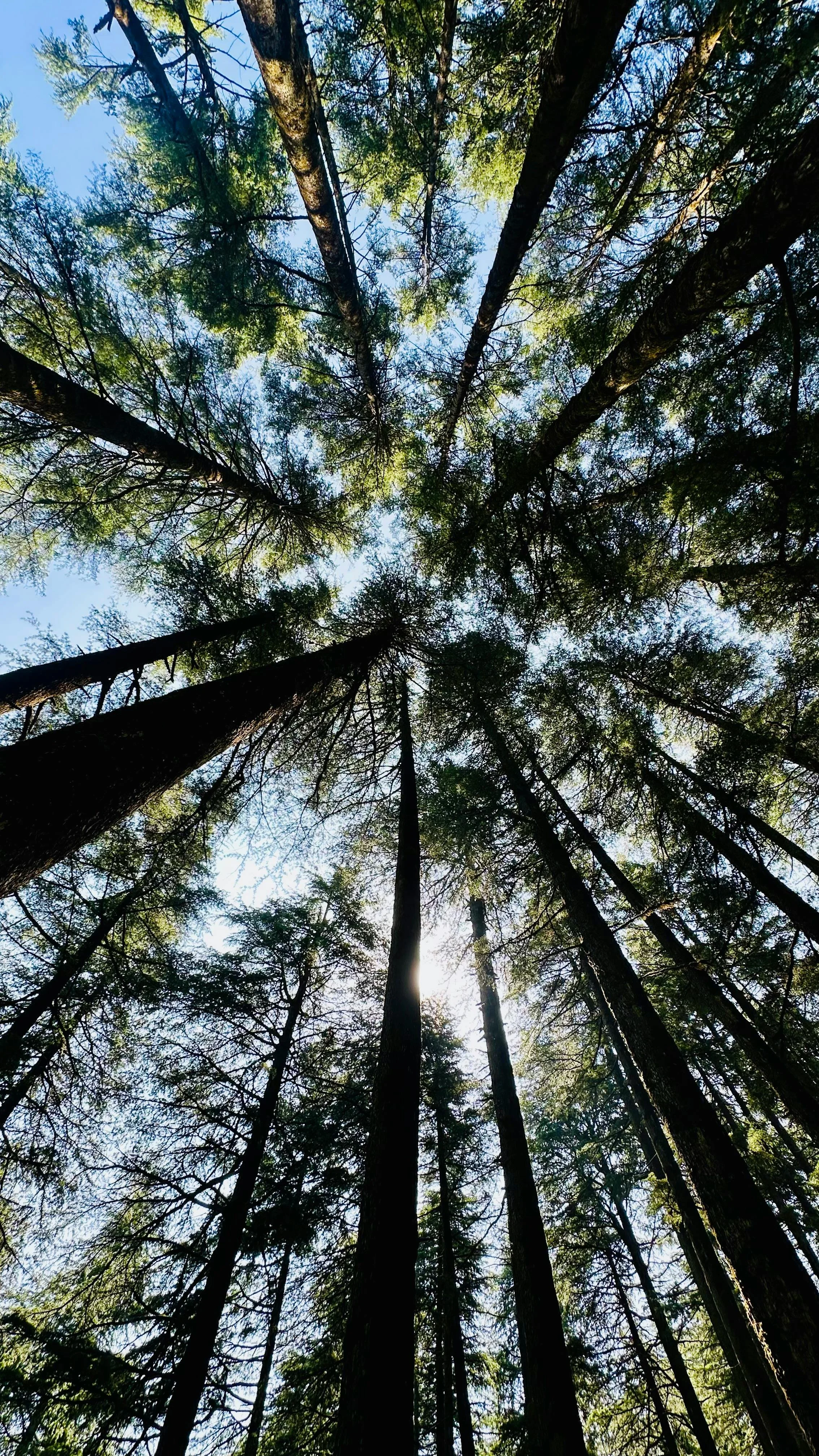 Looking up at tall trees in a dense forest with sunlight filtering through the leaves.