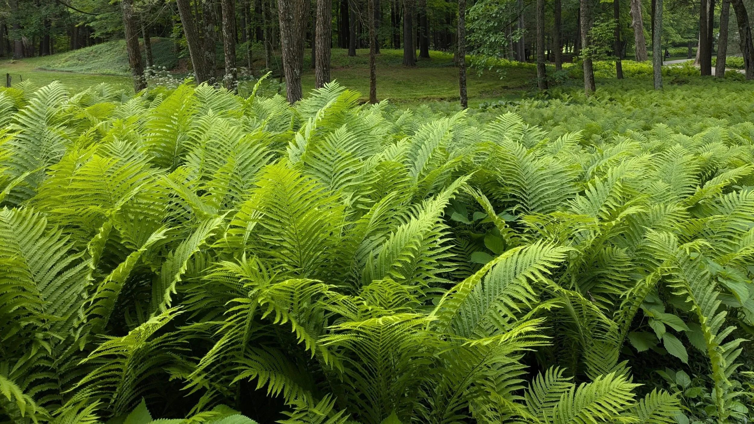 Dense green ferns covering a forest floor with tall trees in the background and a grassy hill.