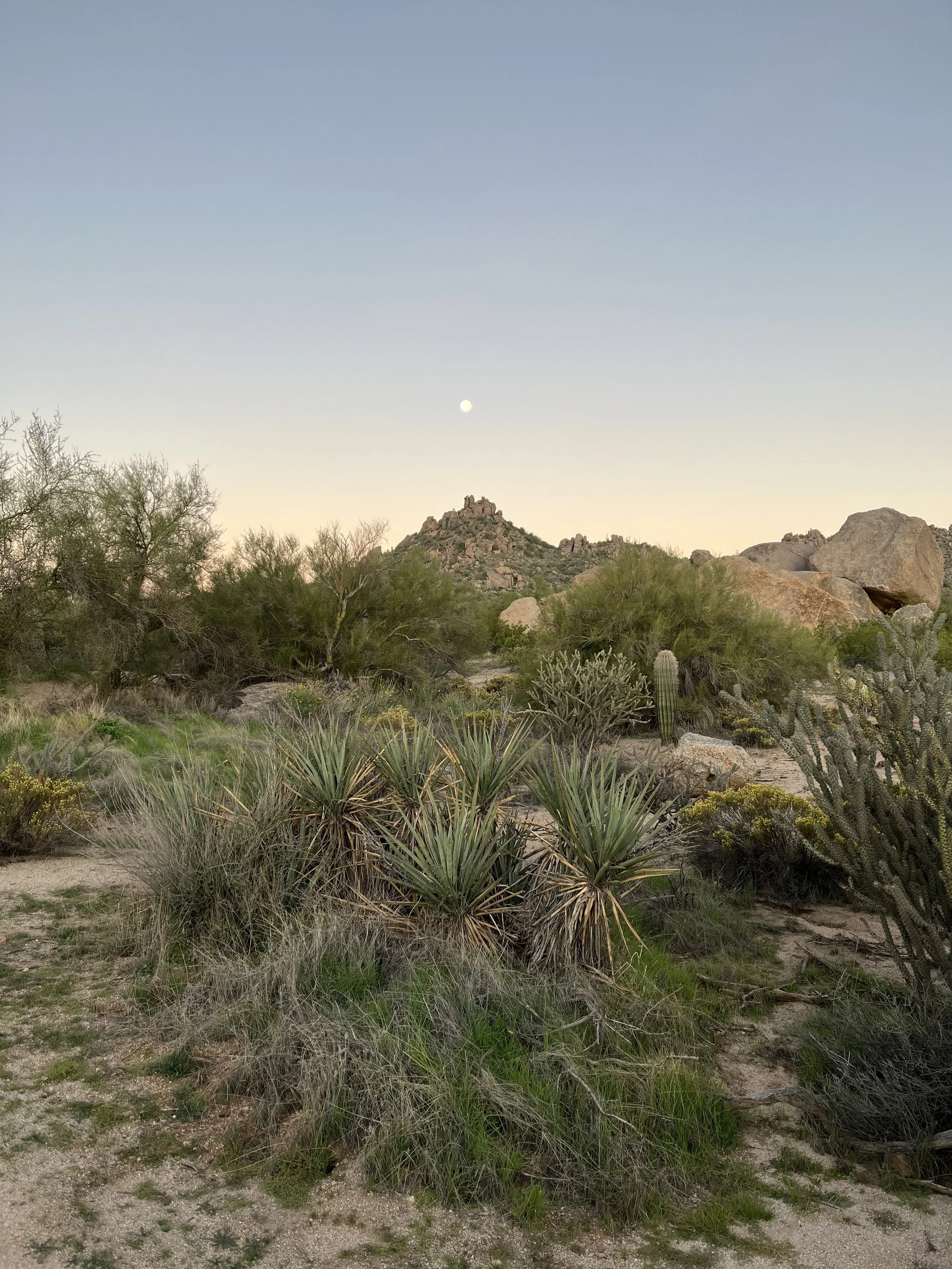 A desert landscape with various cacti and shrubs in the foreground, rocky hills in the background, and a clear sky with a visible moon.