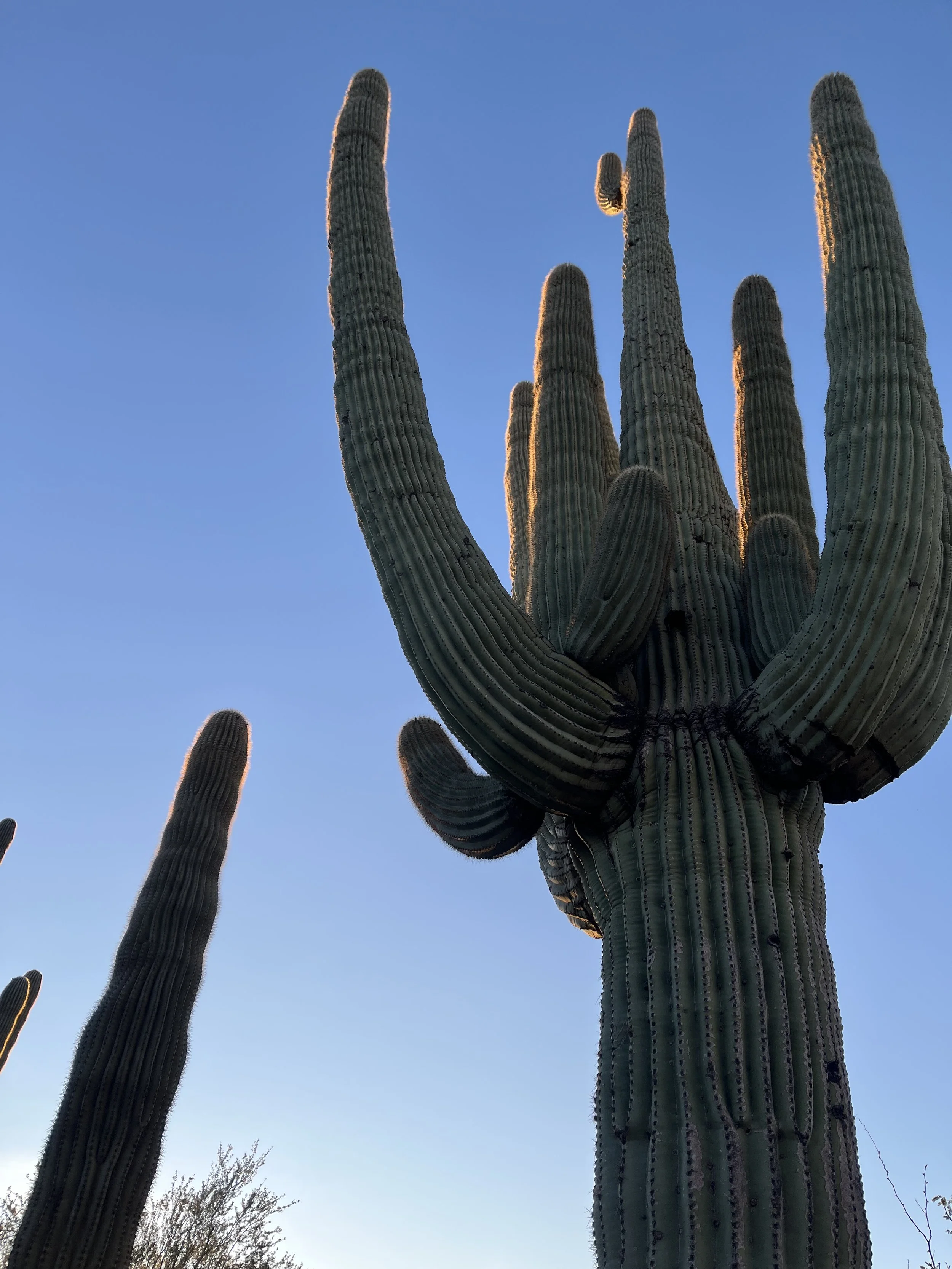 A desert landscape with a large saguaro cactus in the foreground and a few other cacti in the background, under a clear blue sky.