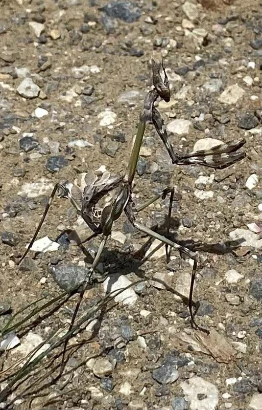 Wild praying mantis spotted