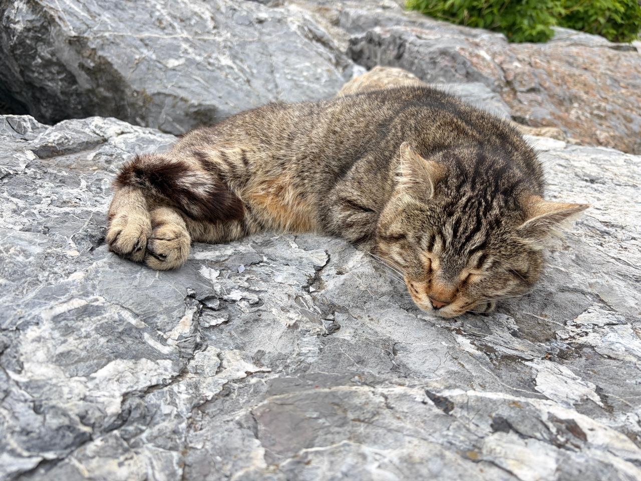 Kitty enjoying Saturday evening on the water