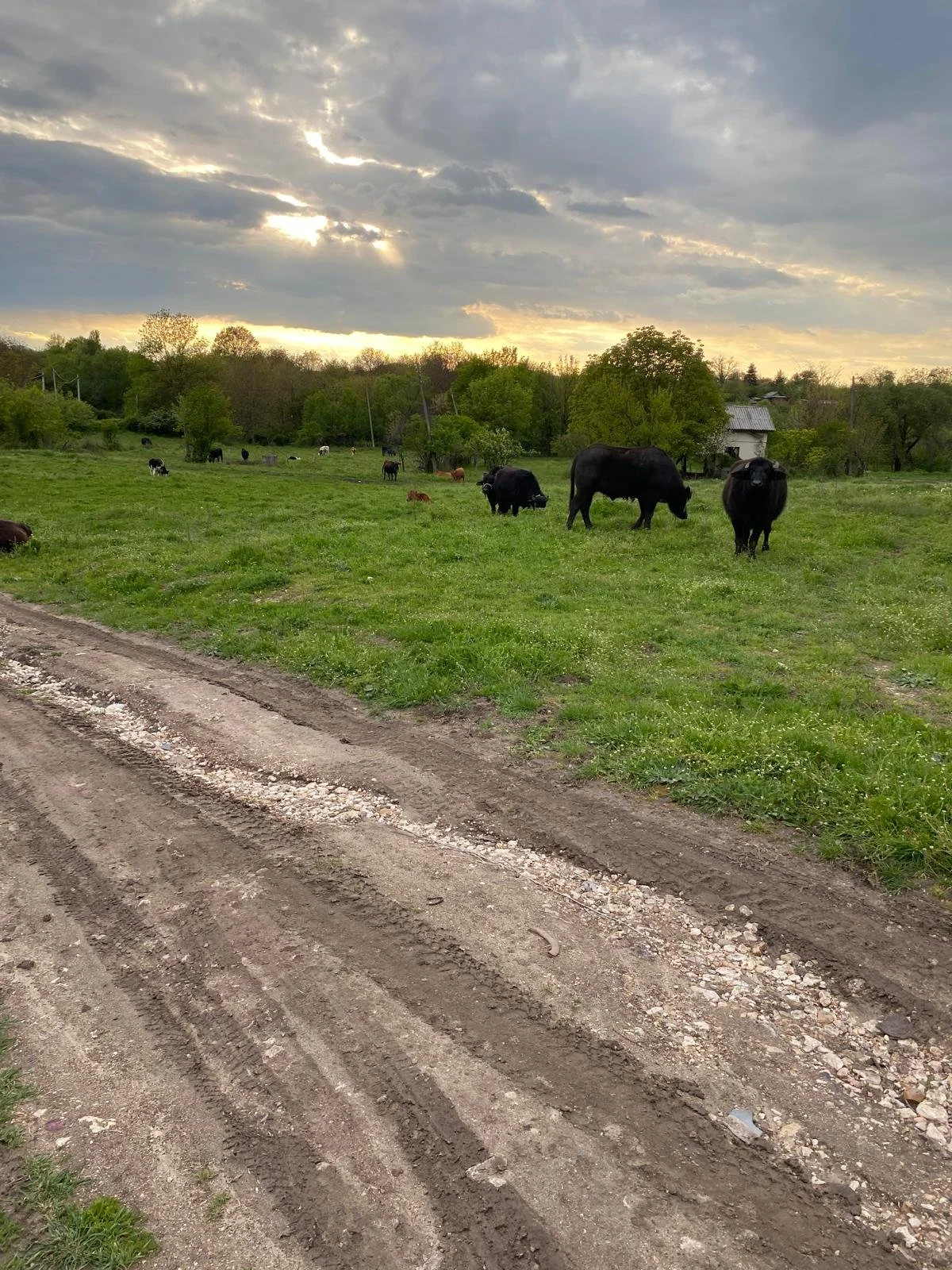 Some cows suspiciously watching me unclog mud from my tires for 30 minutes