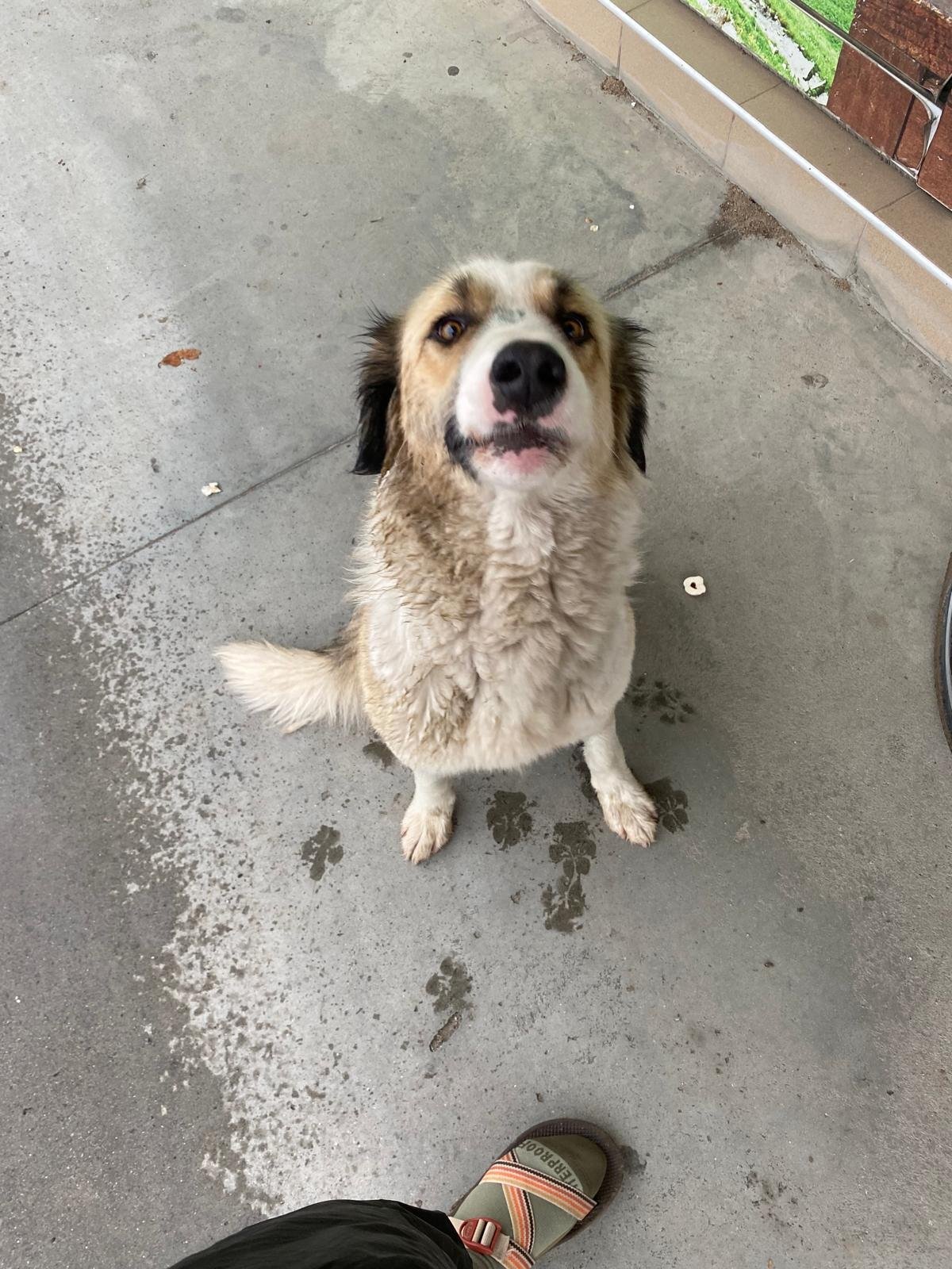 My companion while waiting out the rain before crossing to turkey