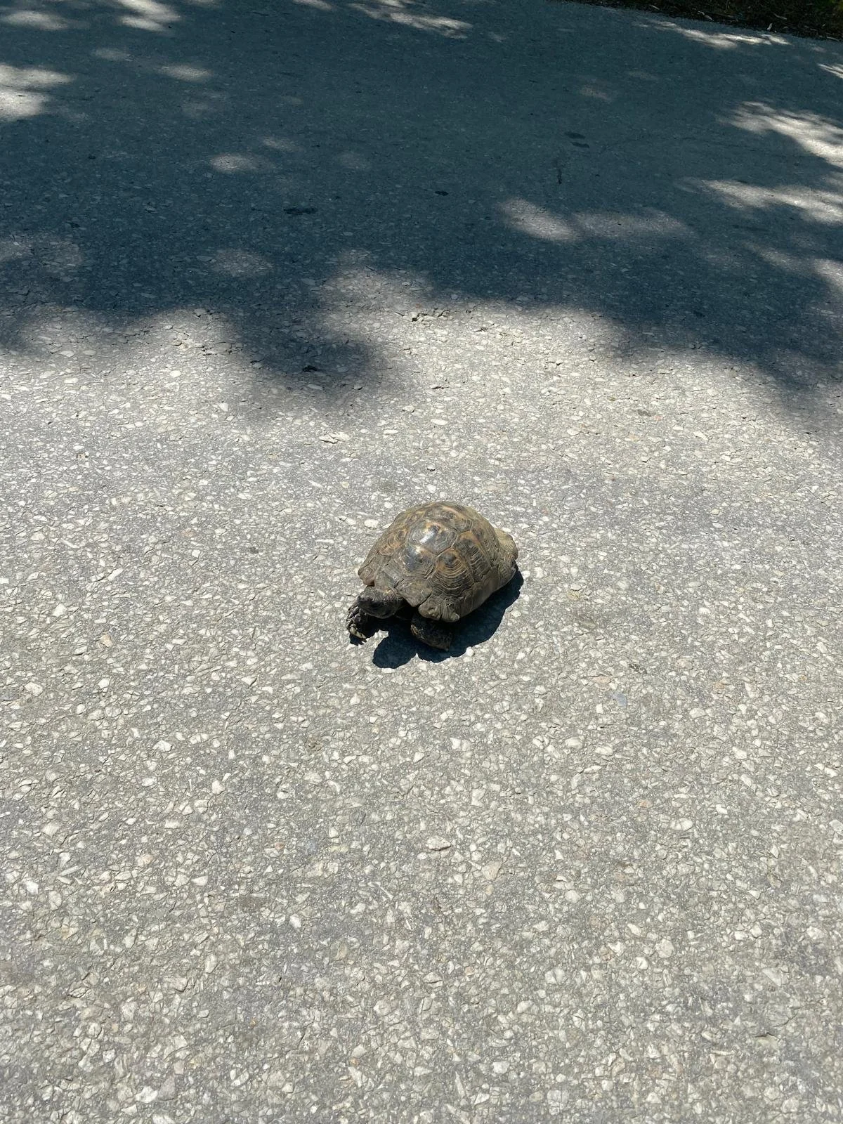 Tortoise road crossing escort