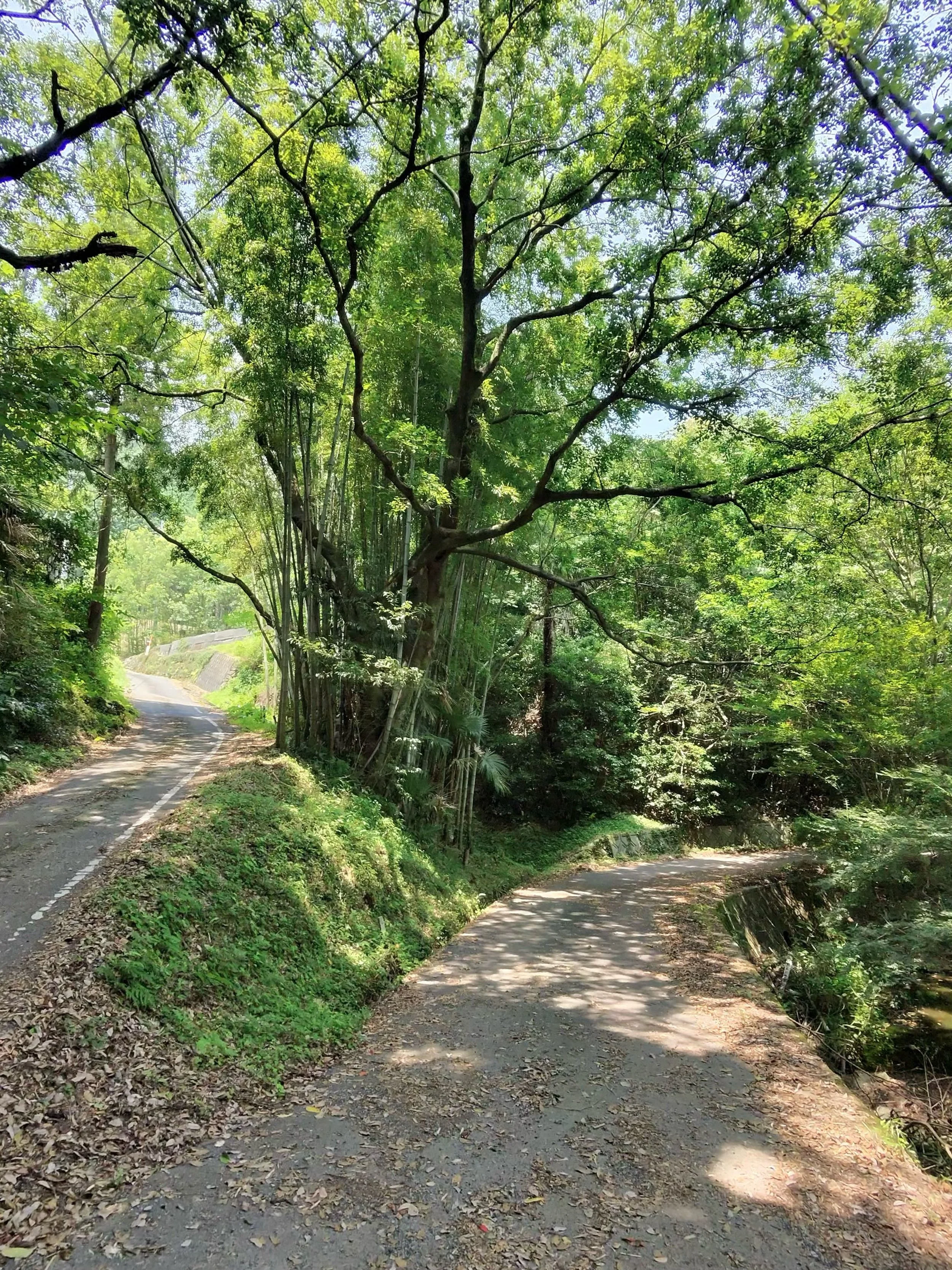 fork_Road.jpg