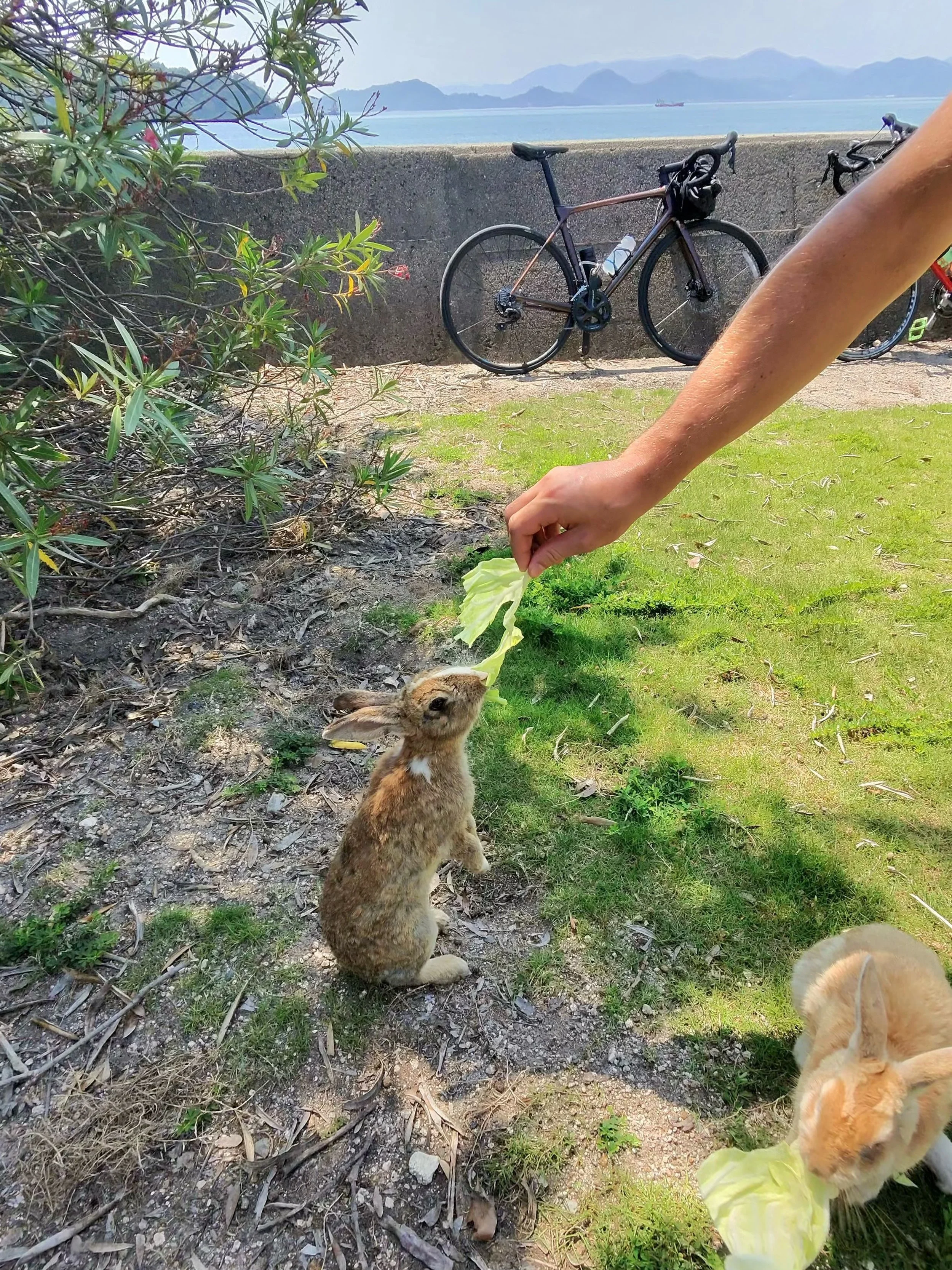 Abundant bunnies on this small Japanese island