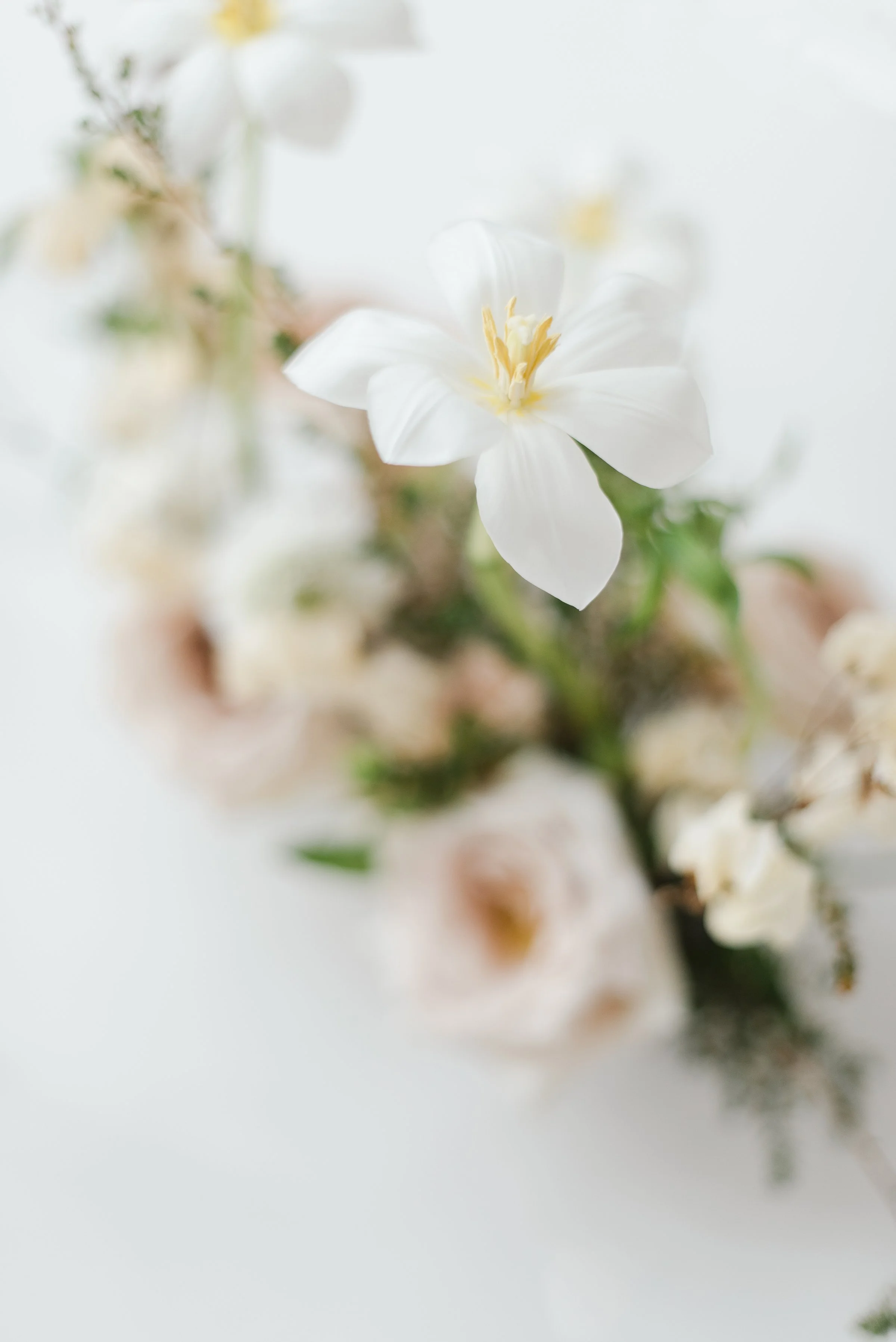 Fleurs blanches en gros plan sur fond flou.