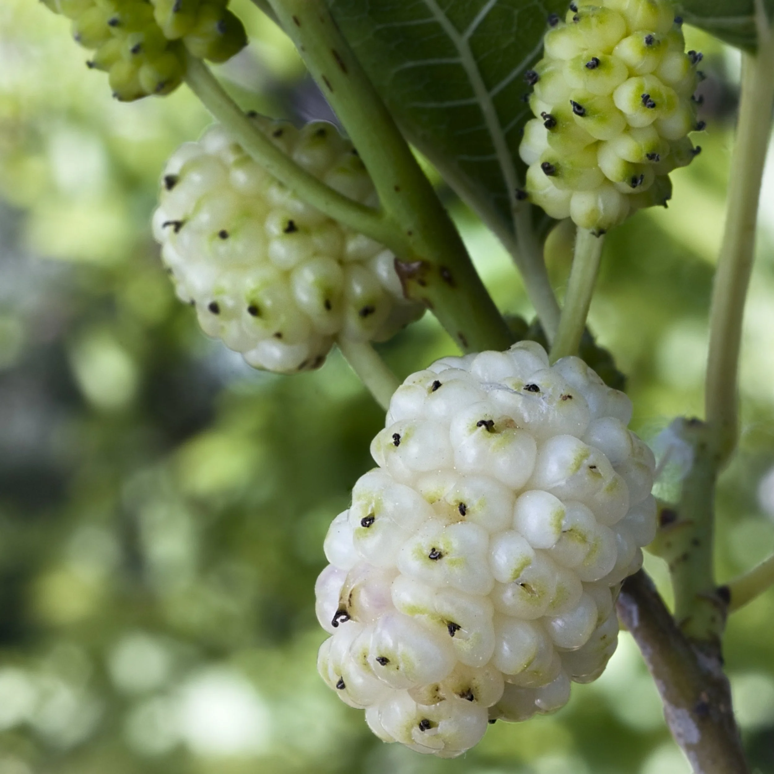 WHITEMULBERRY12.jpg