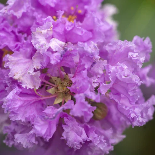 CRAPEMYRTLEPURPLE14.webp