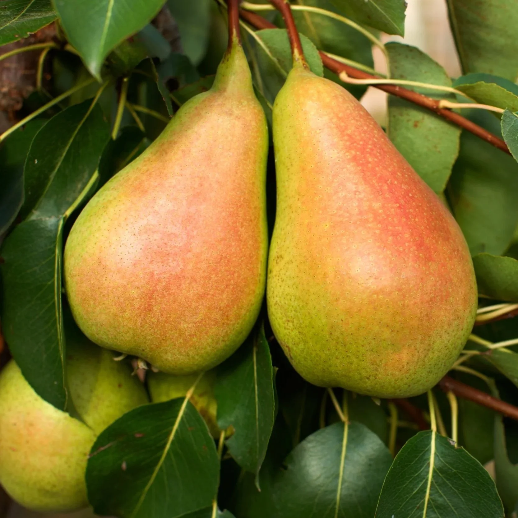 MOONGLOWPEAR11.jpg