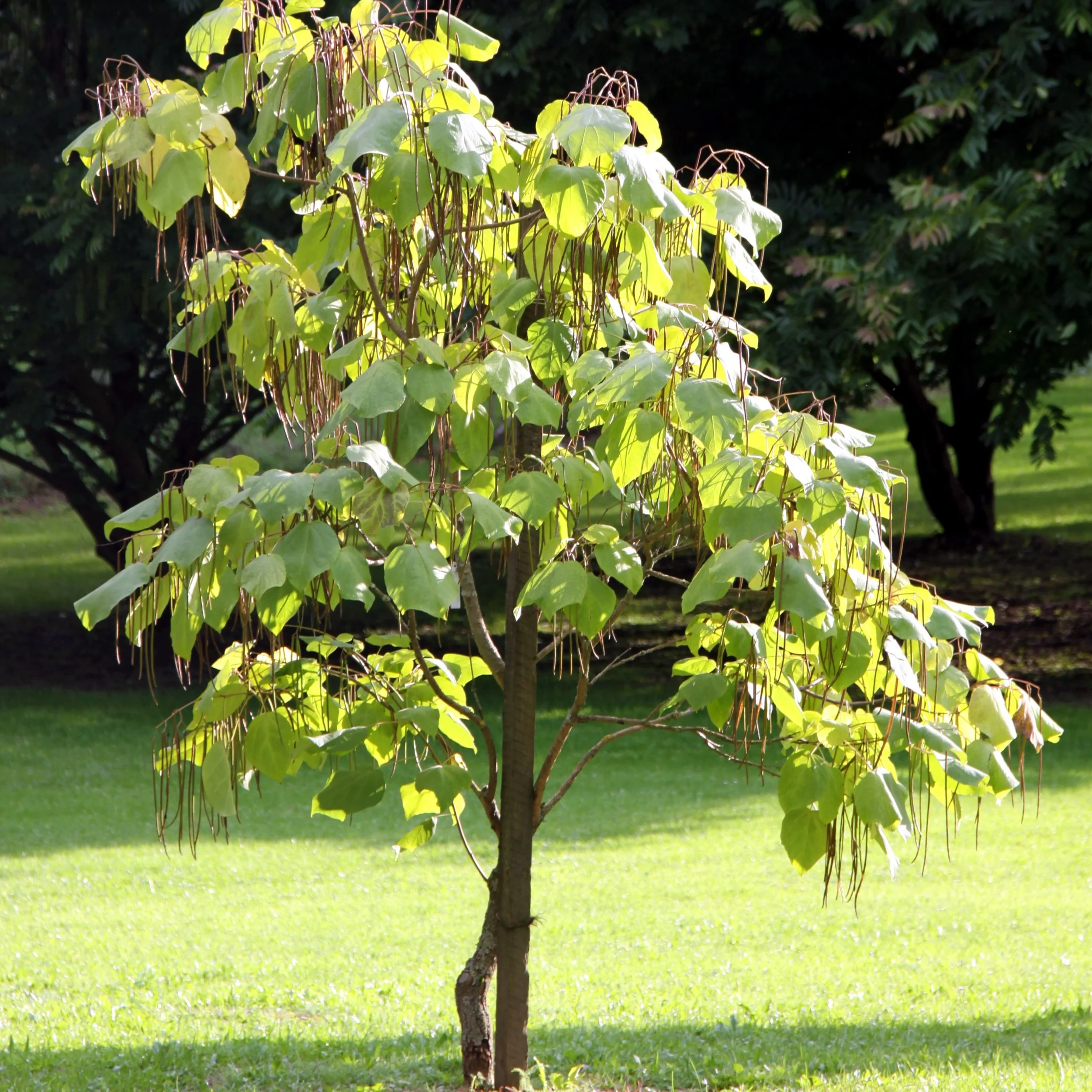CATALPA13.jpg