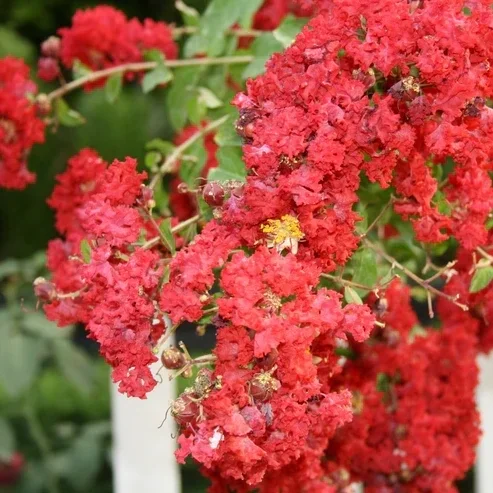 CRAPEMYRTLERED12.webp