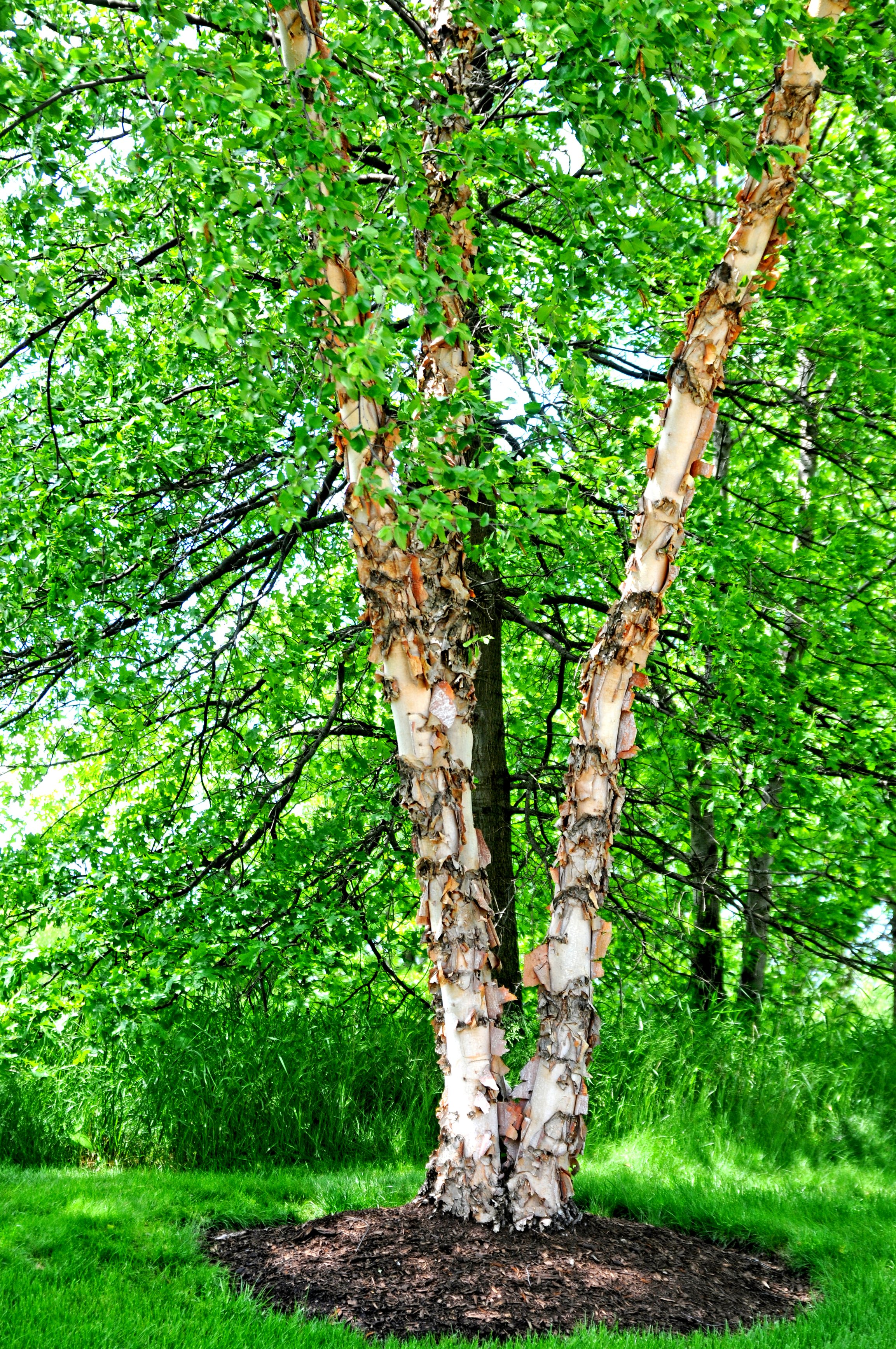 PAPERBIRCH11.jpg