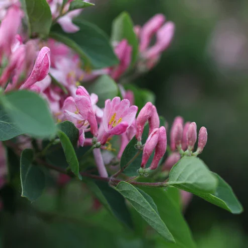 Pink Tatarian Honeysuckle  BarelyRooted