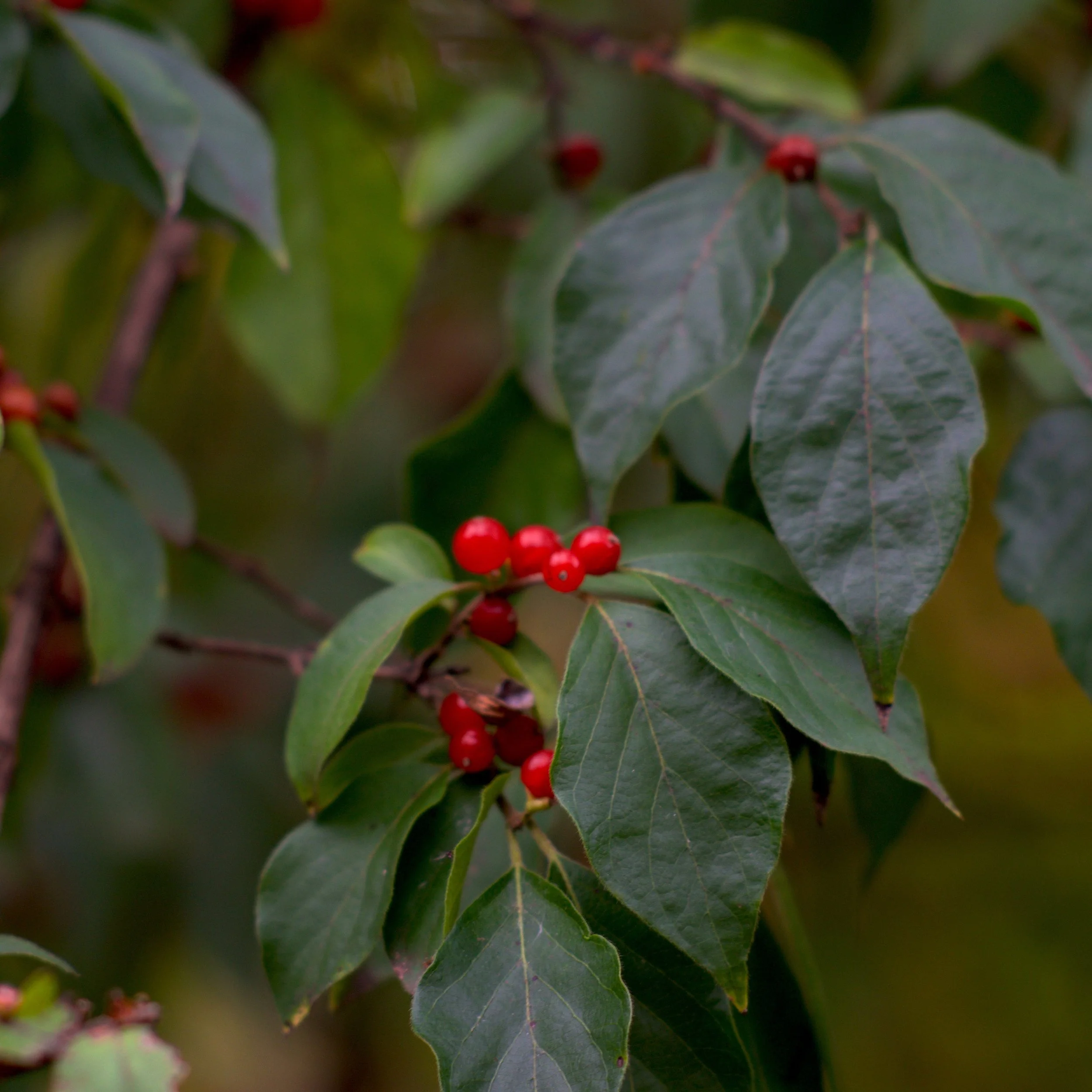WINTERBERRY11.jpg