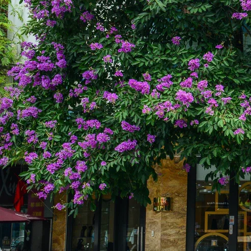CRAPEMYRTLEPURPLE11.webp