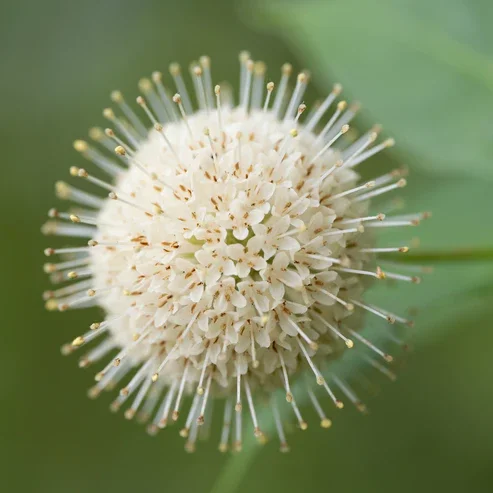 BUTTONBUSH12.webp