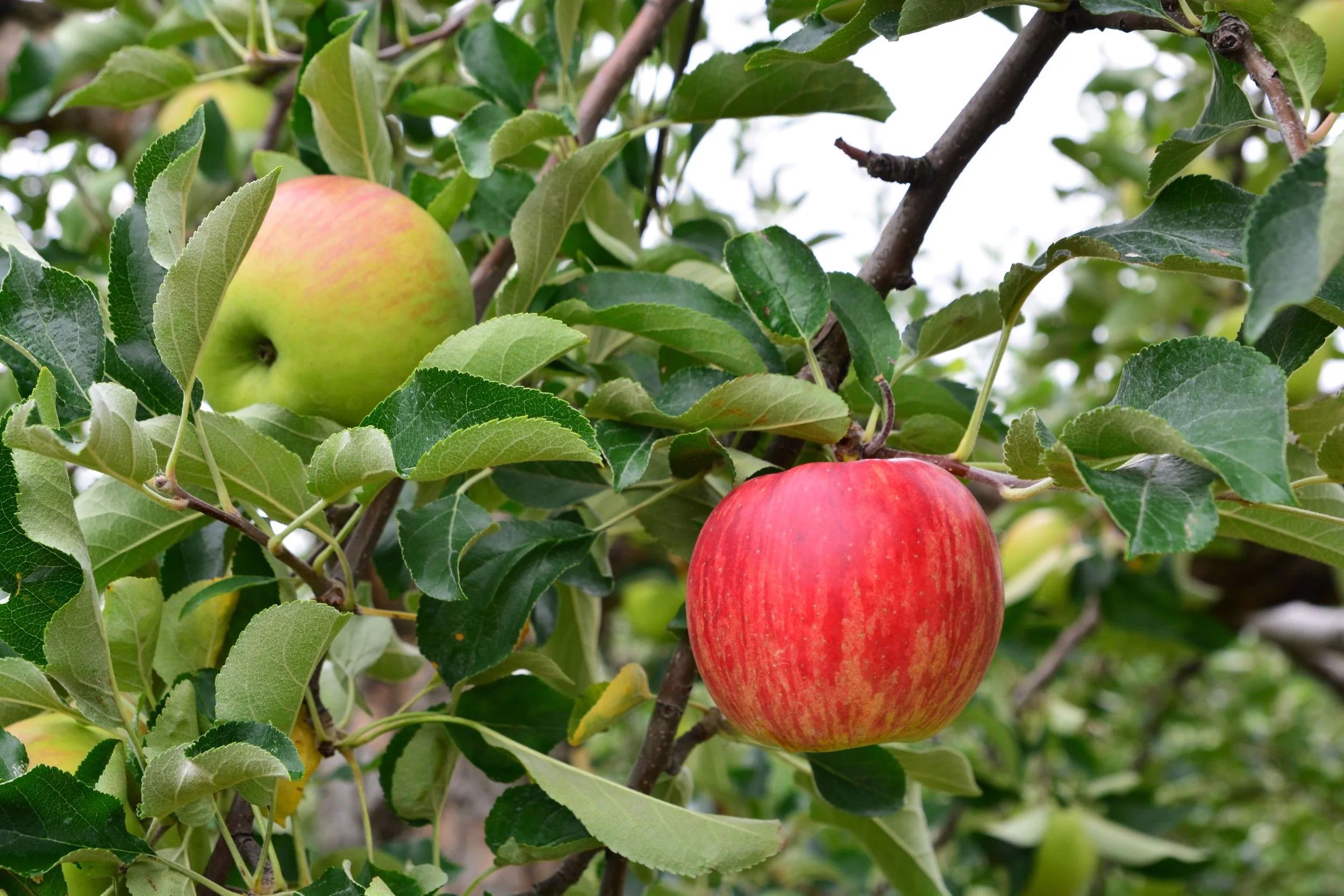 Honey Crisp Apple Tree
