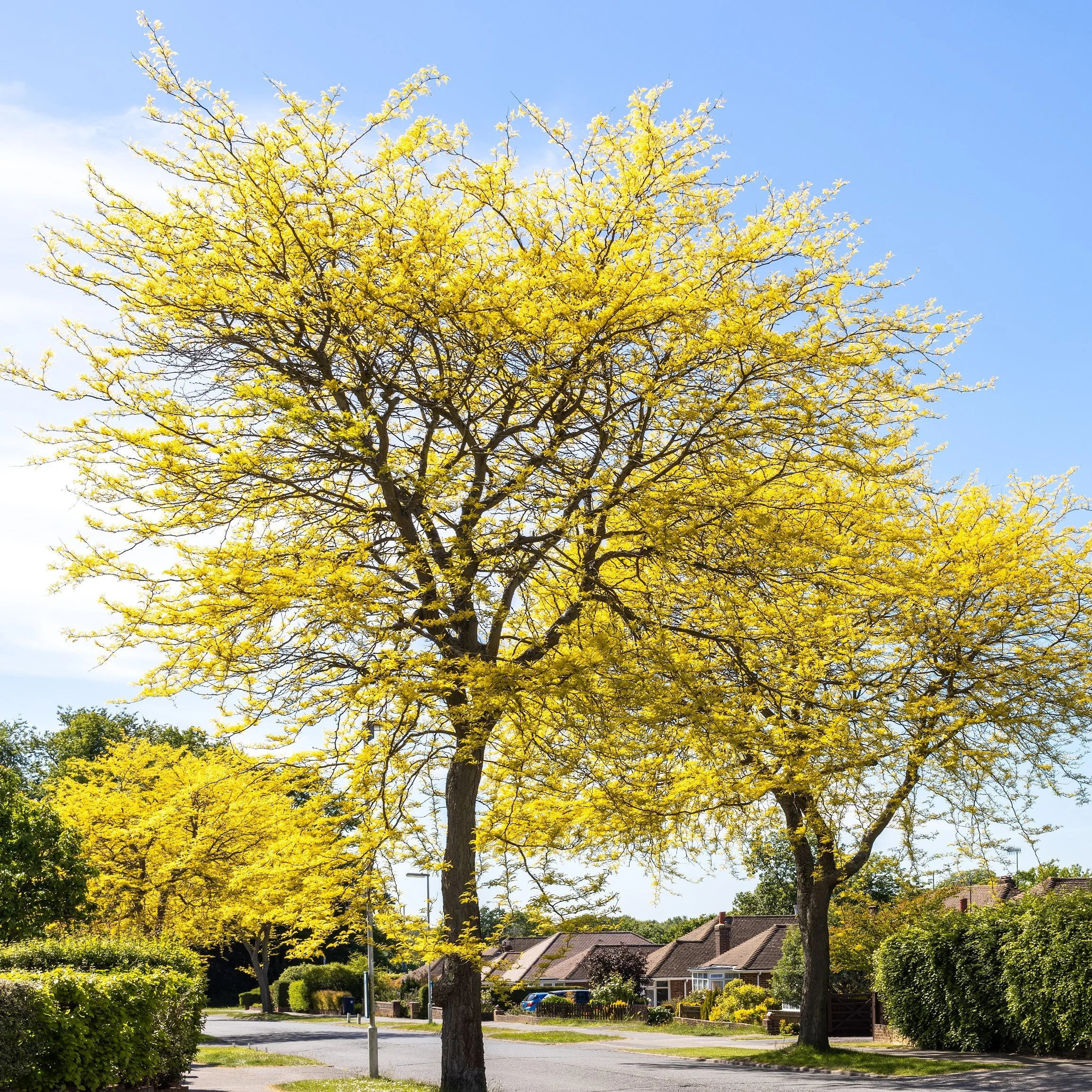 HONEYLOCUST13.jpg