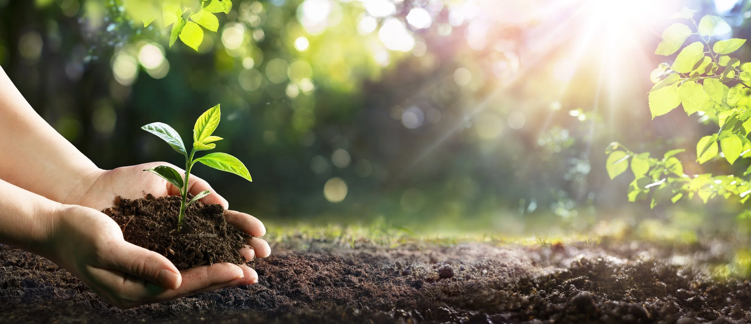 Hands holding a small green plant growing in dirt, sunlight shining through trees in the background.