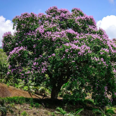 CRAPEMYRTLEPURPLE12.webp