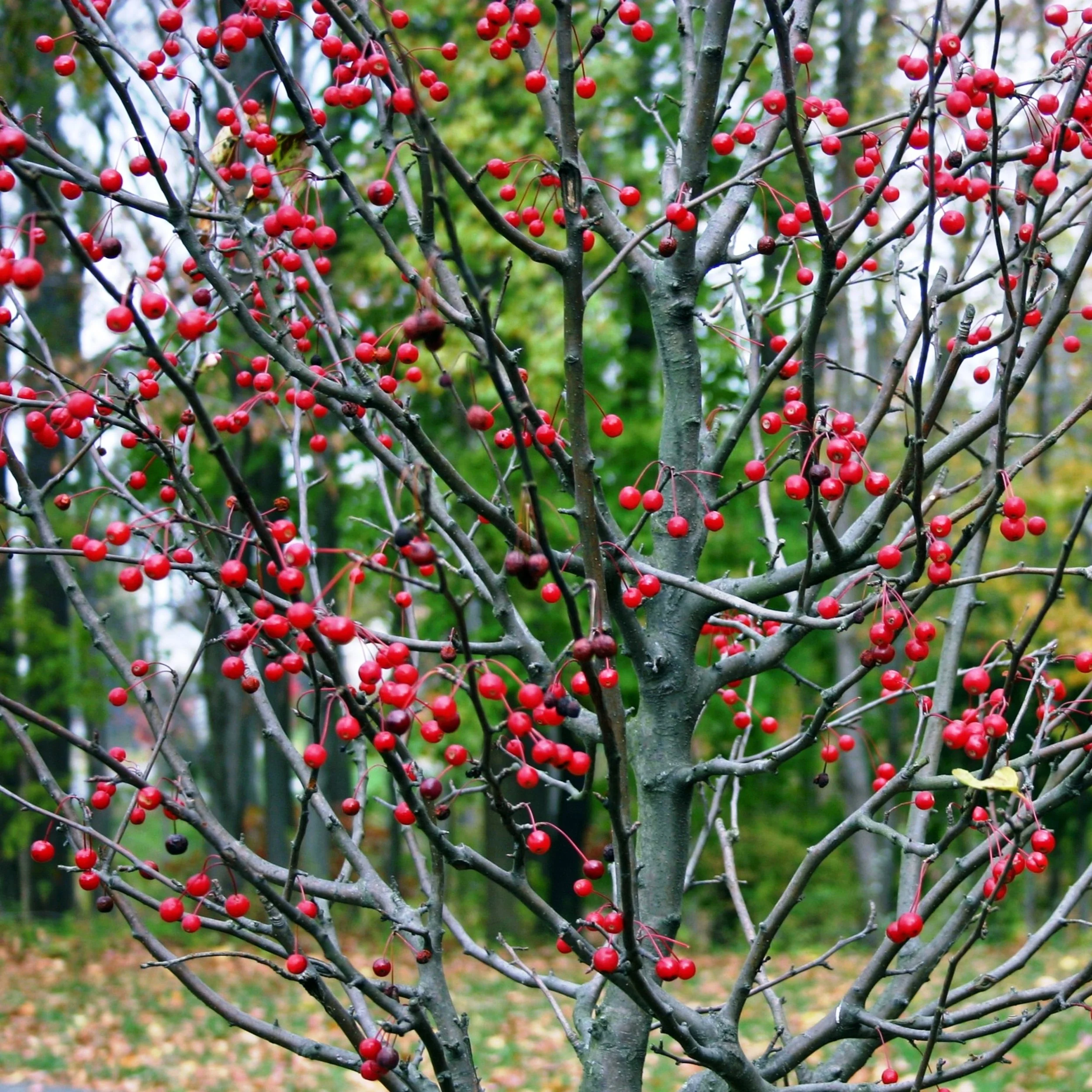 Winterberry Holly2.jpg