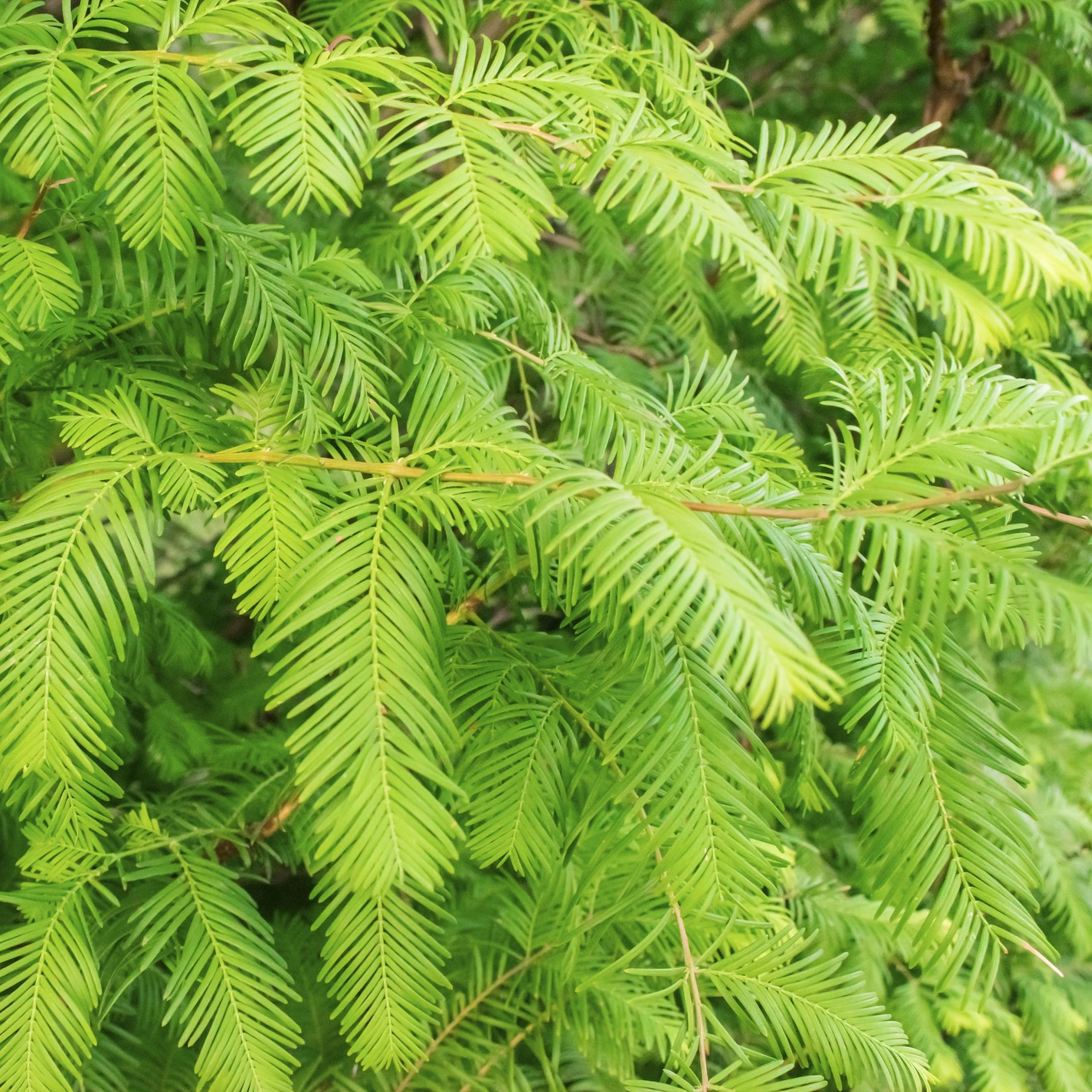 DawnRedwood2.jpg