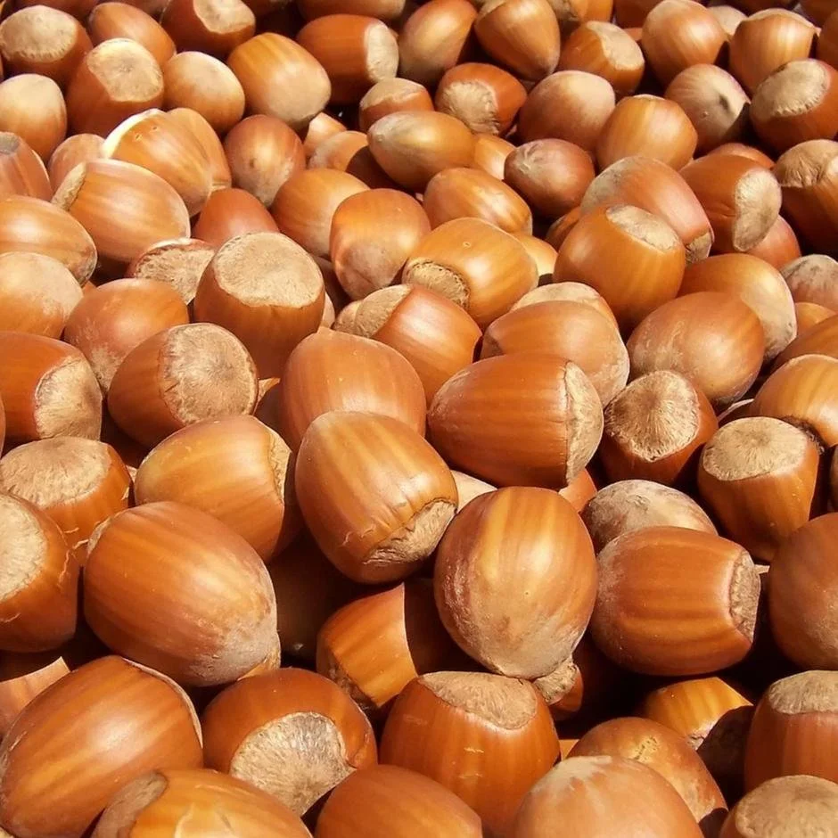 Hazelnut_2_aa58fb97-b462-410c-b51f-1ac3bb0207d0.jpg