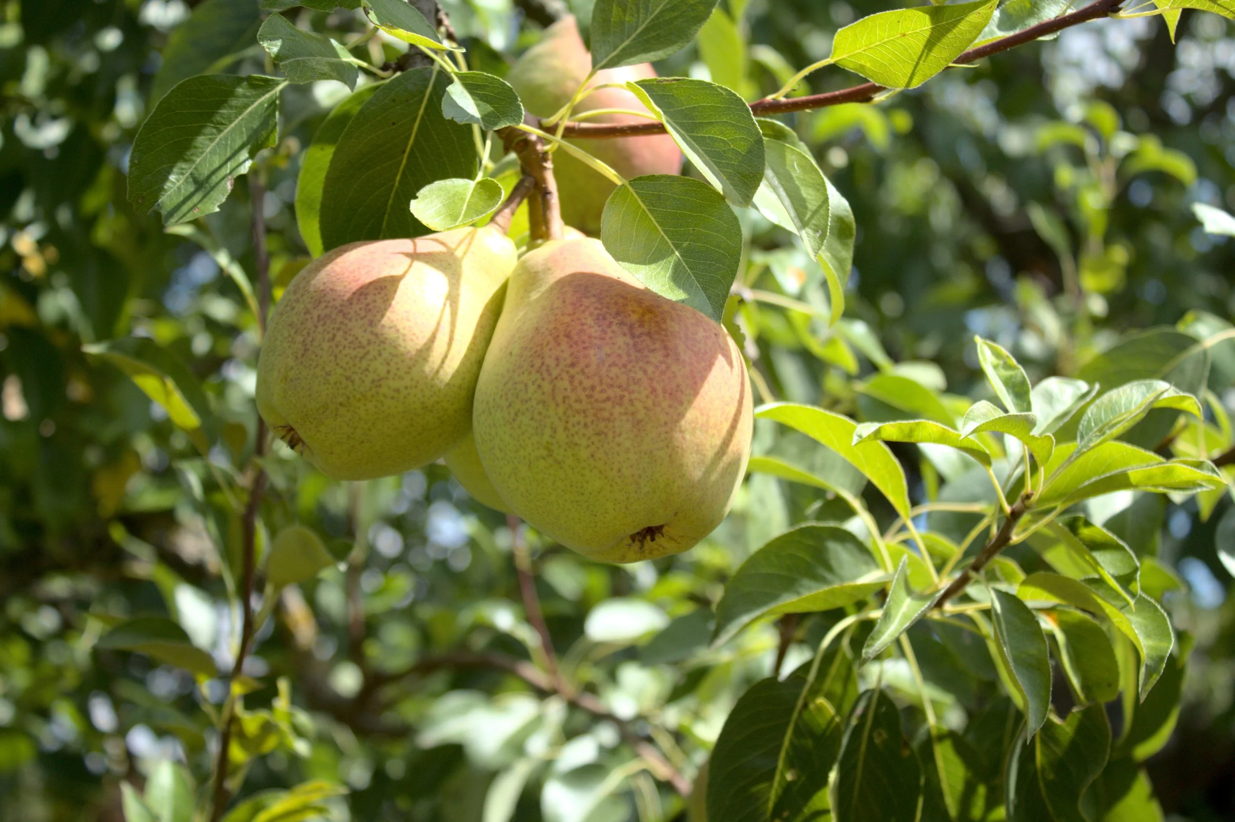 Kieffer Pear Tree
