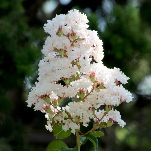 CRAPEMYRTLENATCHEZ12.webp