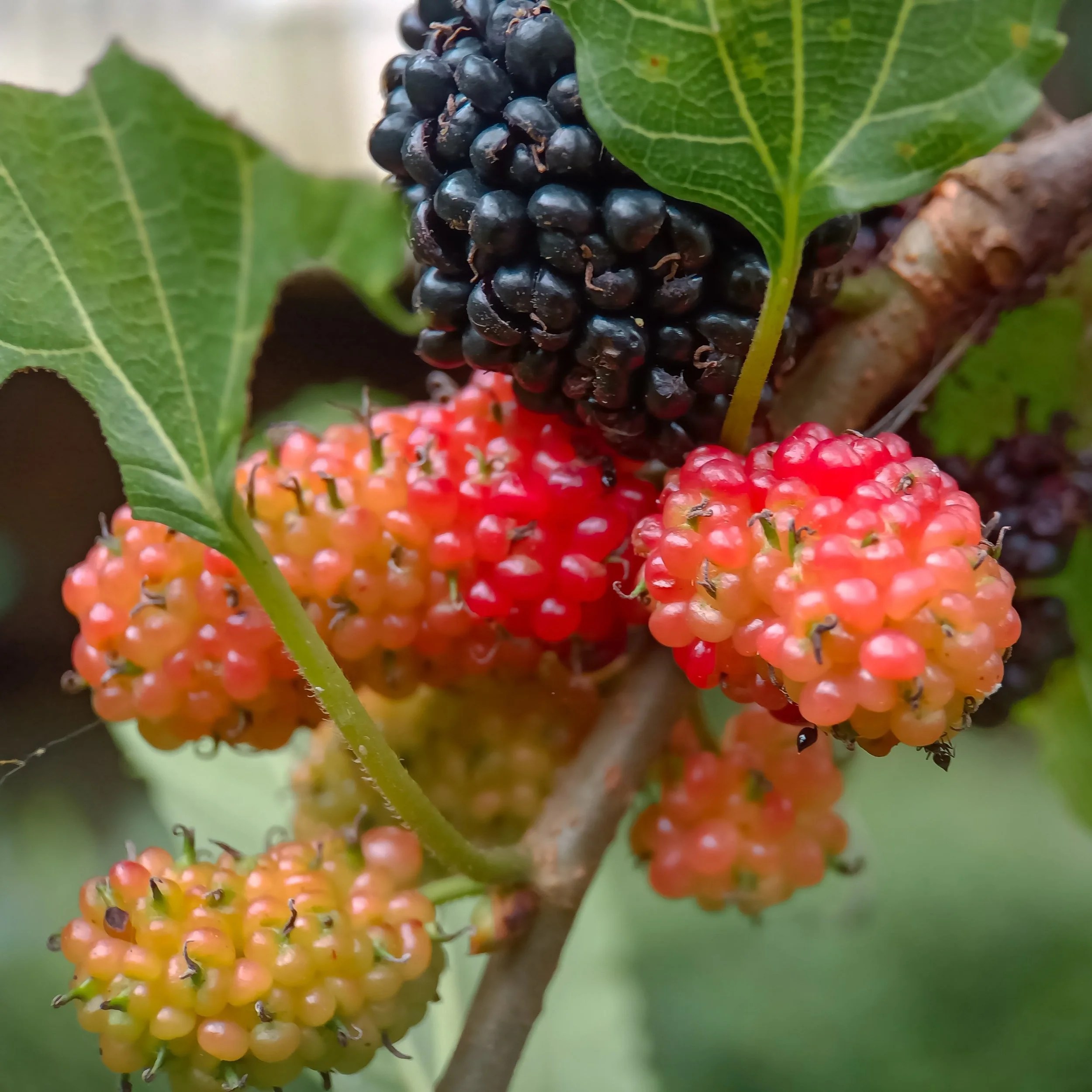 REDMULBERRY11.jpg