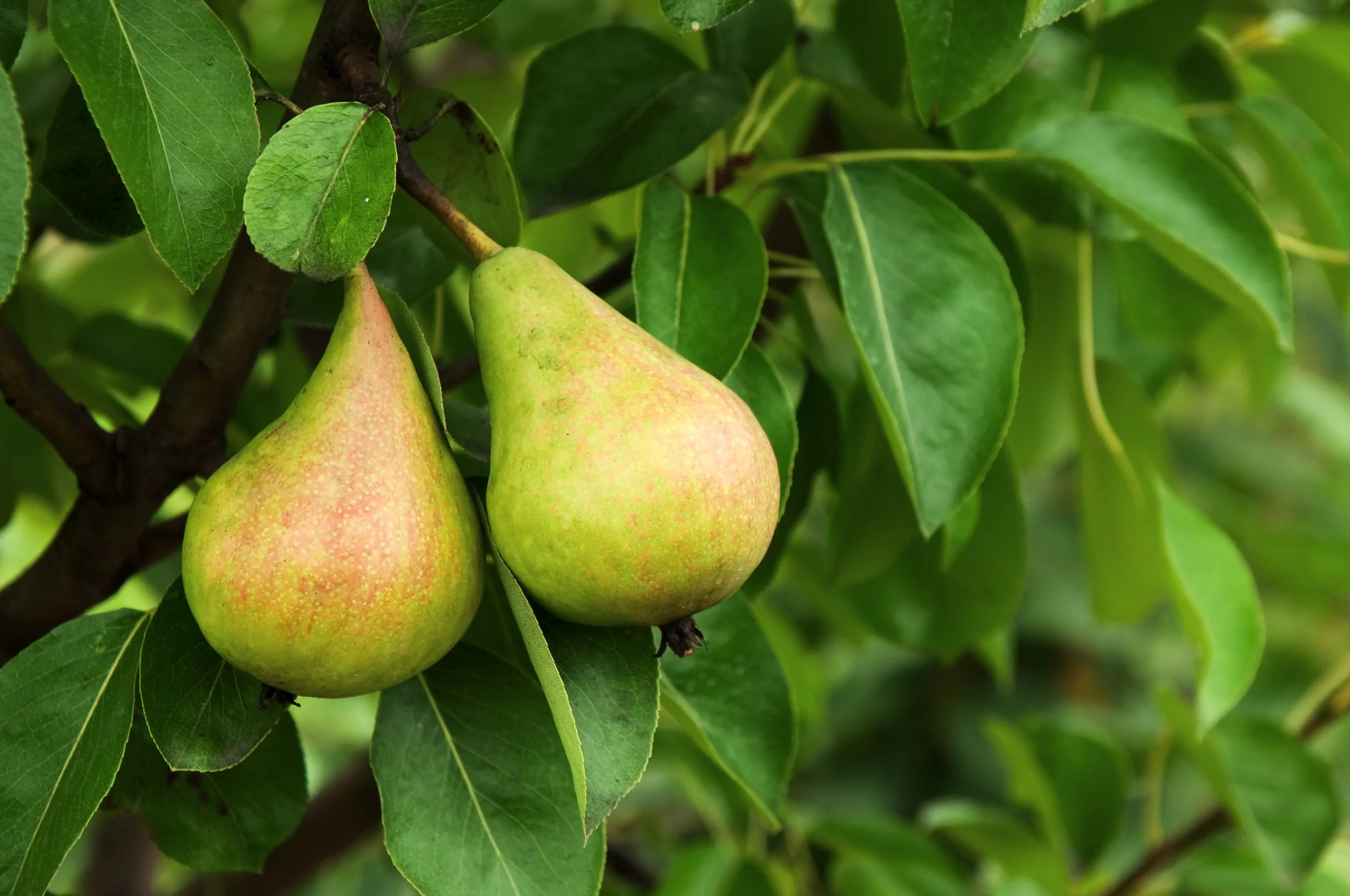 Ayers Pear Tree
