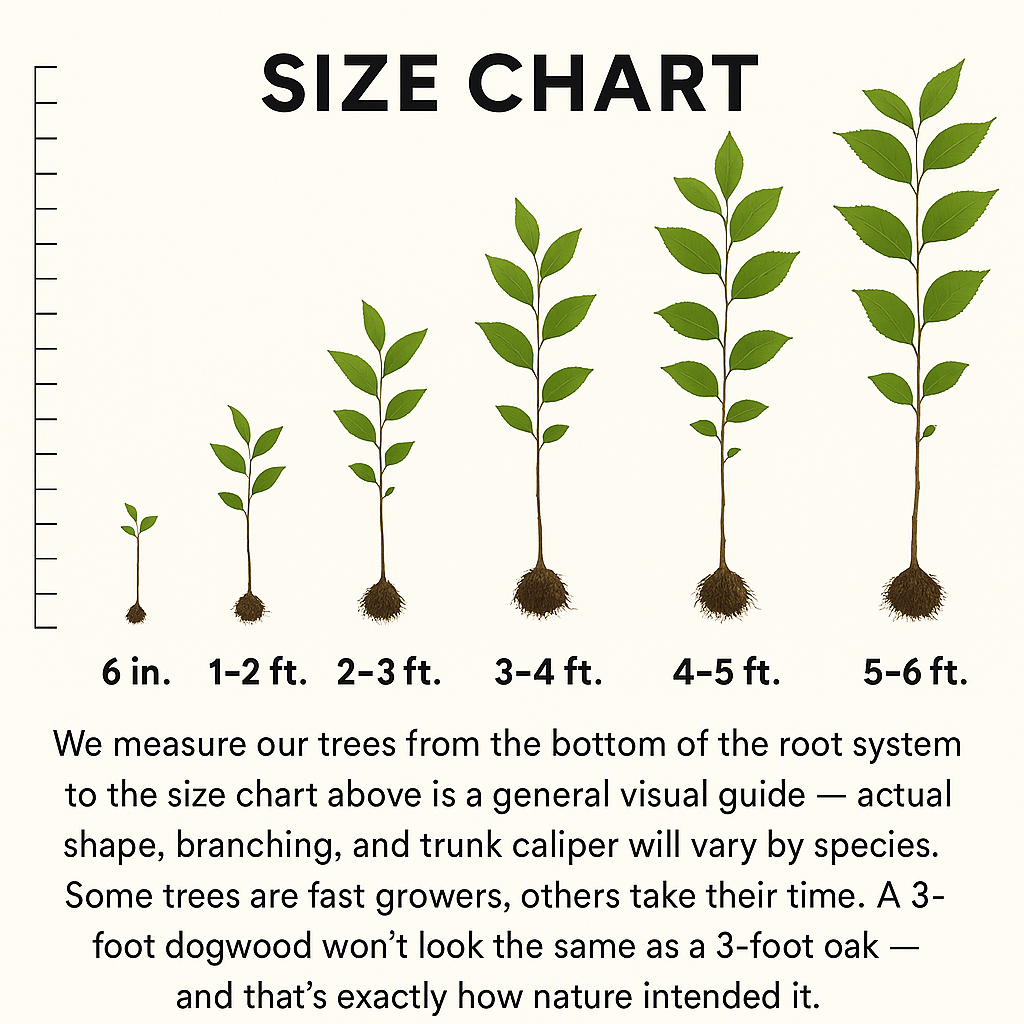 1-1 SIZECHARTBR25.png