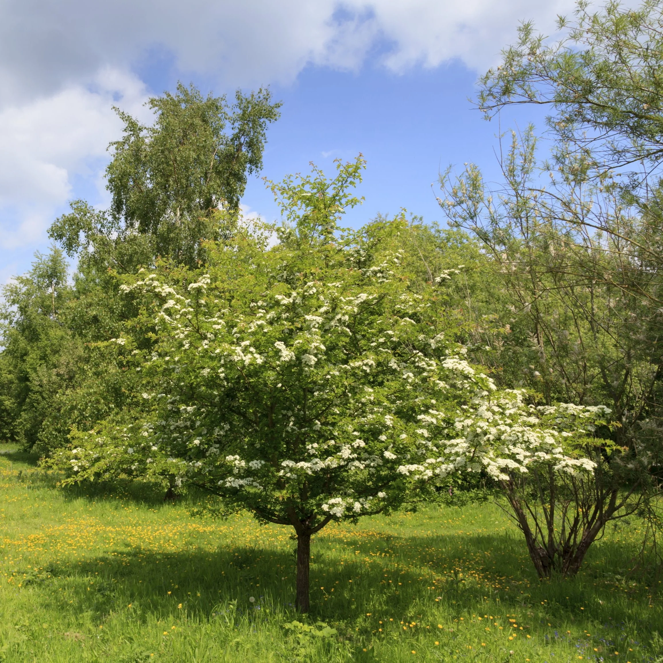 HAWTHORN12.jpg
