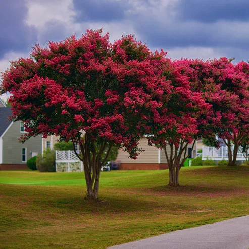 CRAPEMYRTLERED11.webp