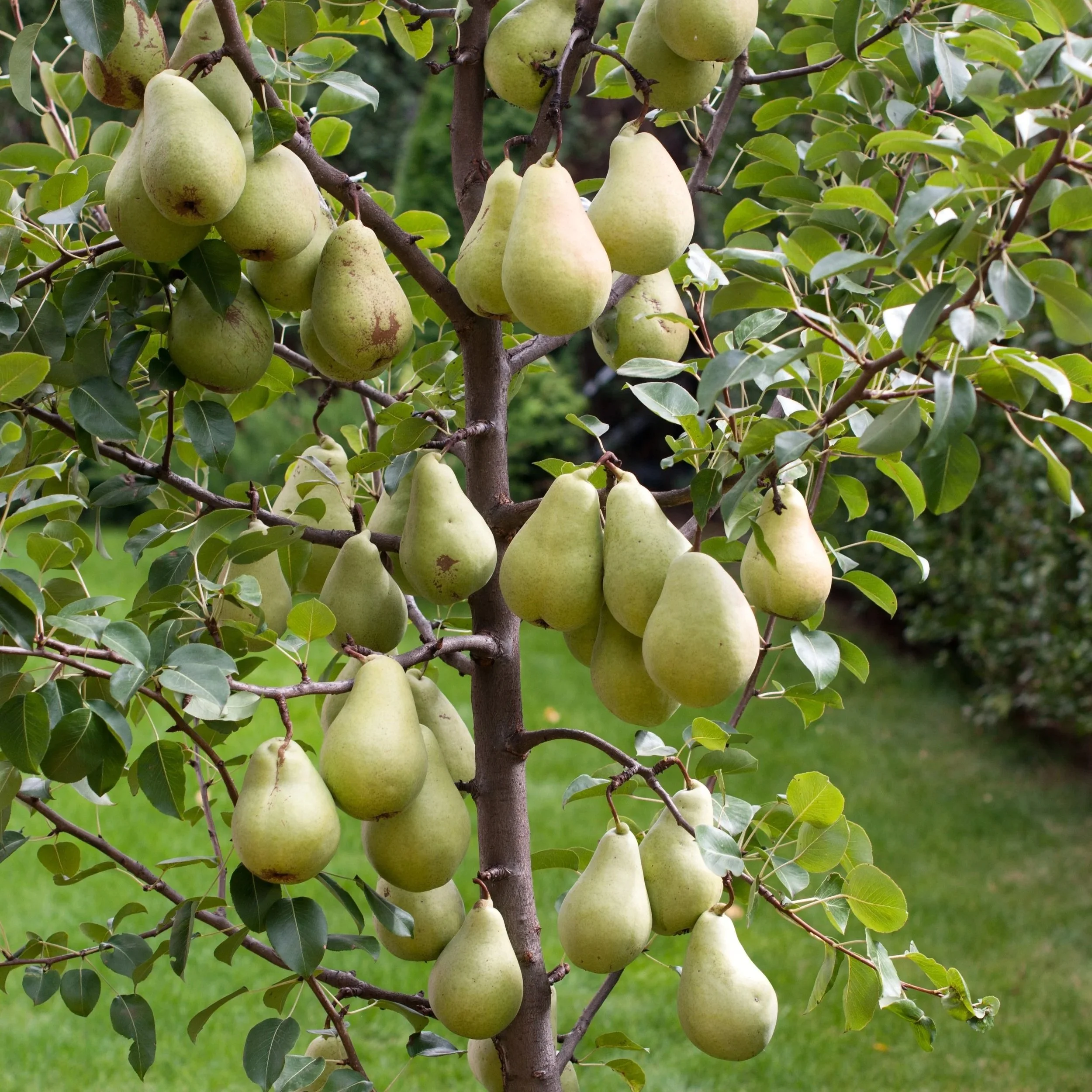 MOONGLOWPEAR12.jpg