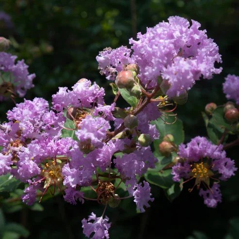 CRAPEMYRTLEPURPLE13.webp