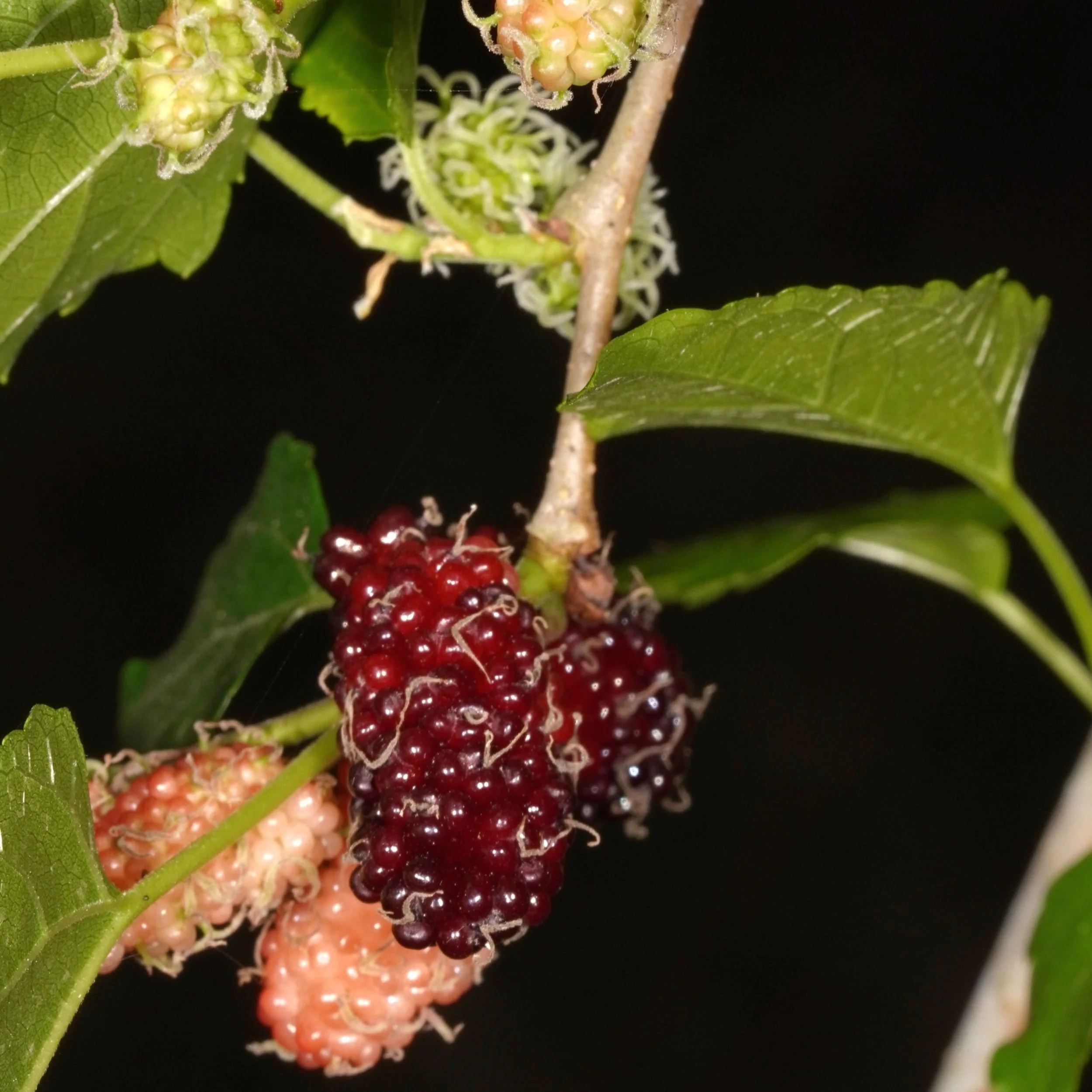WHITEMULBERRY13.jpg