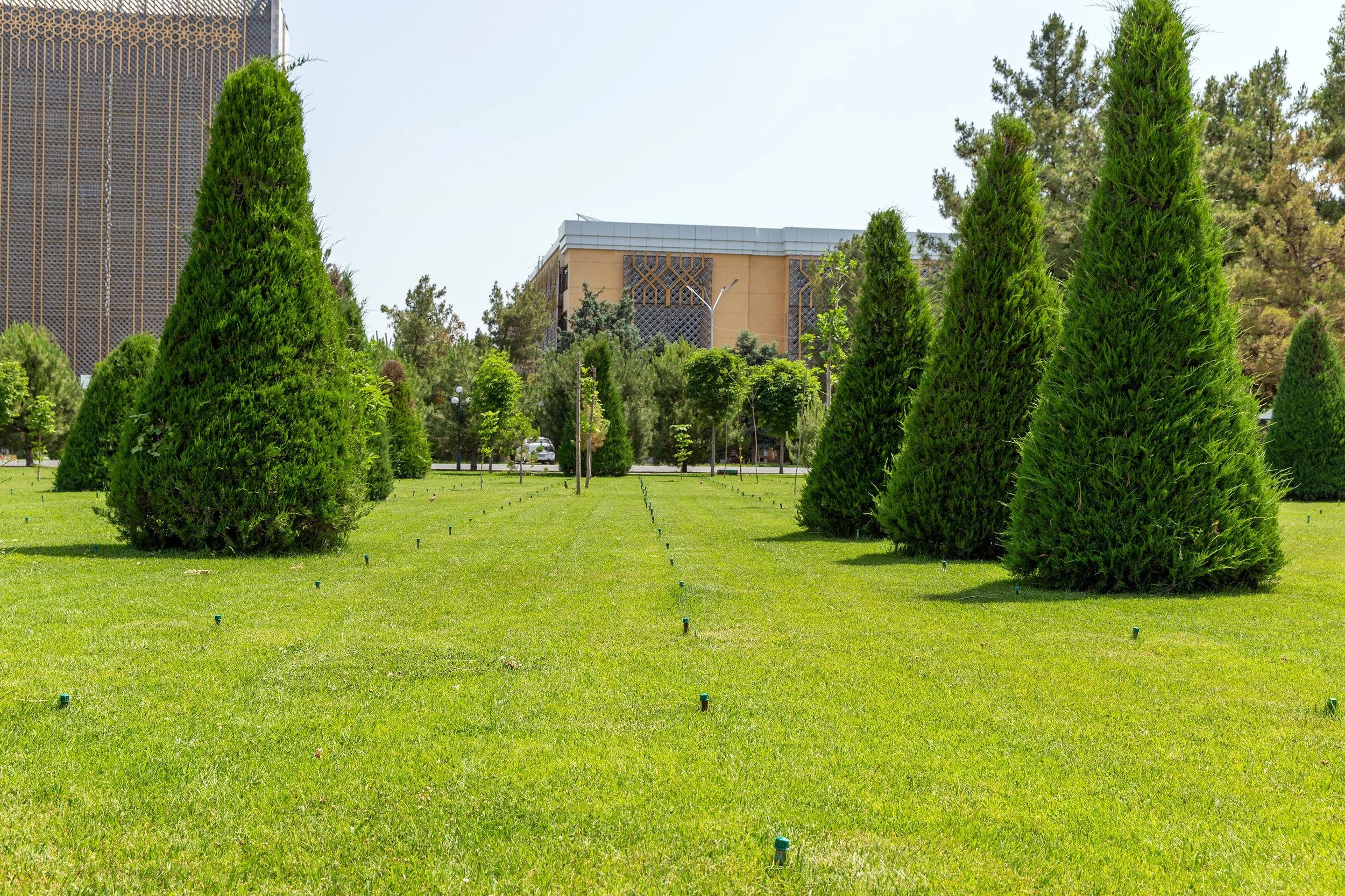Steeplechase Arborvitae
