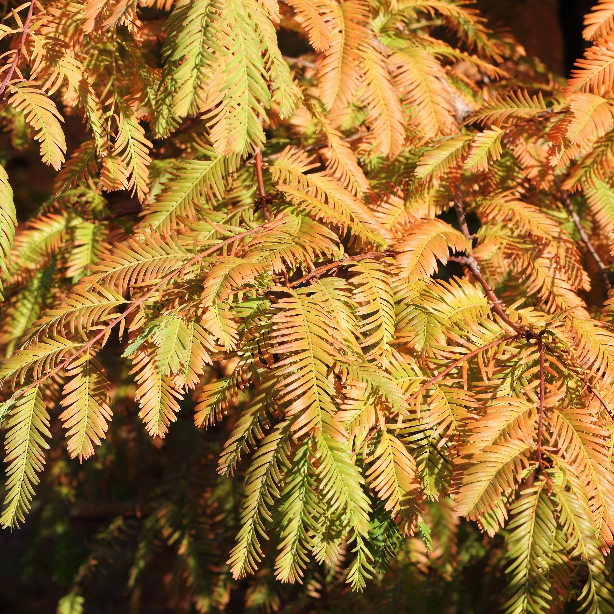 DawnRedwood3.jpg