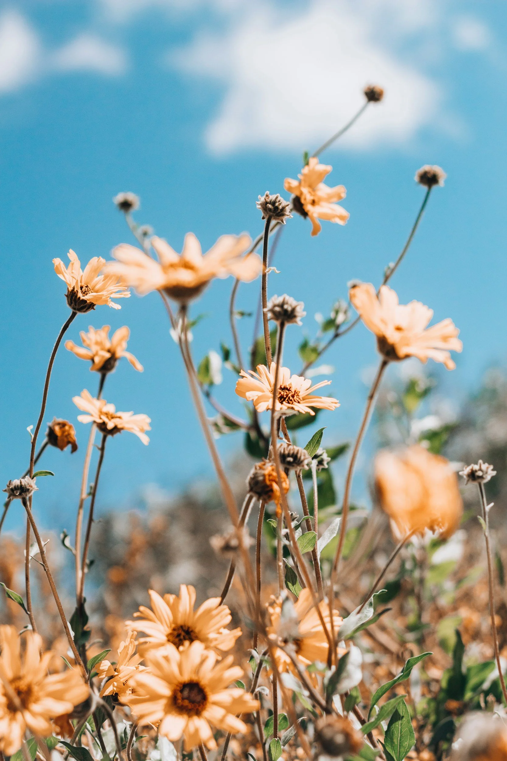 Close-up of wilted peach-colored flowers on tall, thin stems against a bright blue sky with a few white clouds.