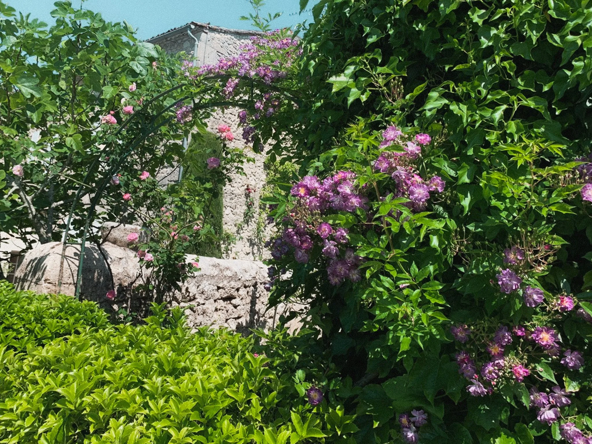 A lush garden with blooming purple and pink flowers, green foliage, and a stone building in the background under a clear blue sky.