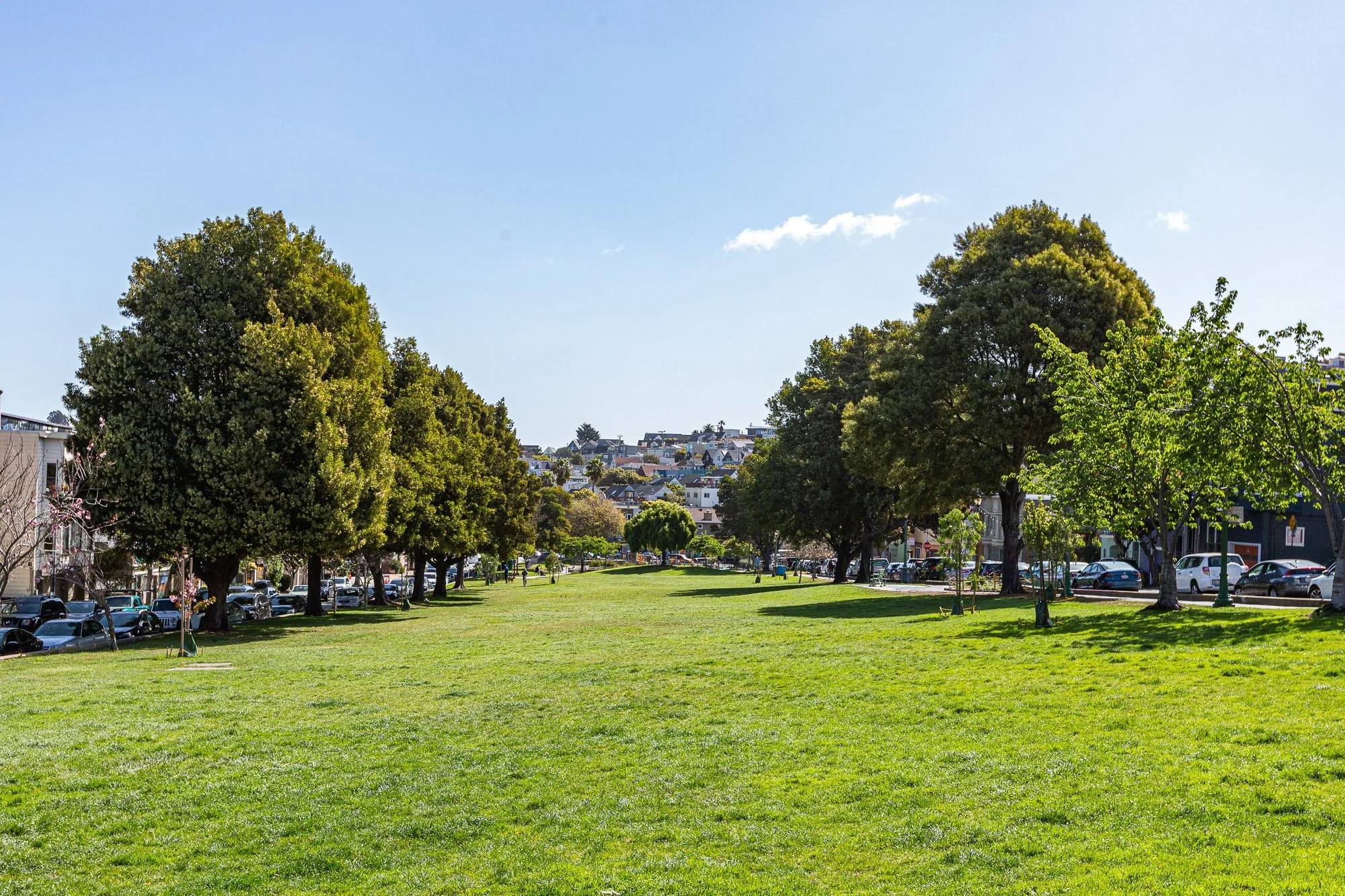 A sunny park with lush green grass and tall trees, cars parked along the street, and houses in the background under a clear blue sky.