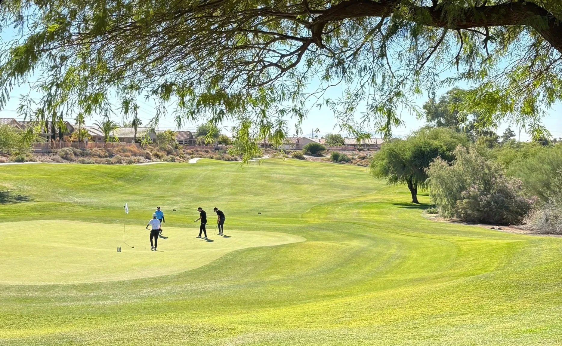 Four people playing golf on a green, shaded by a tree, with houses and a clear blue sky in the background.