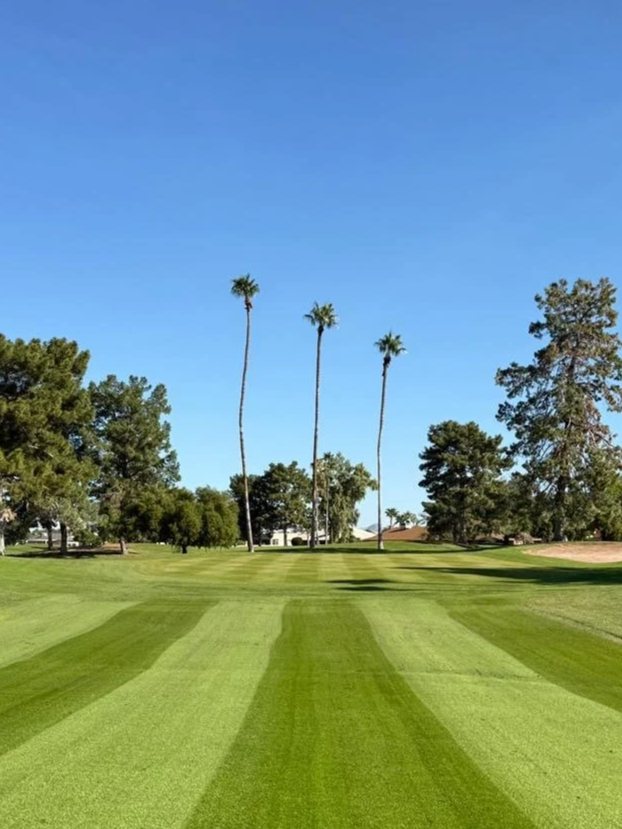 A golf course with well-manicured grass, several tall palm trees, and other trees in the background under a clear blue sky.