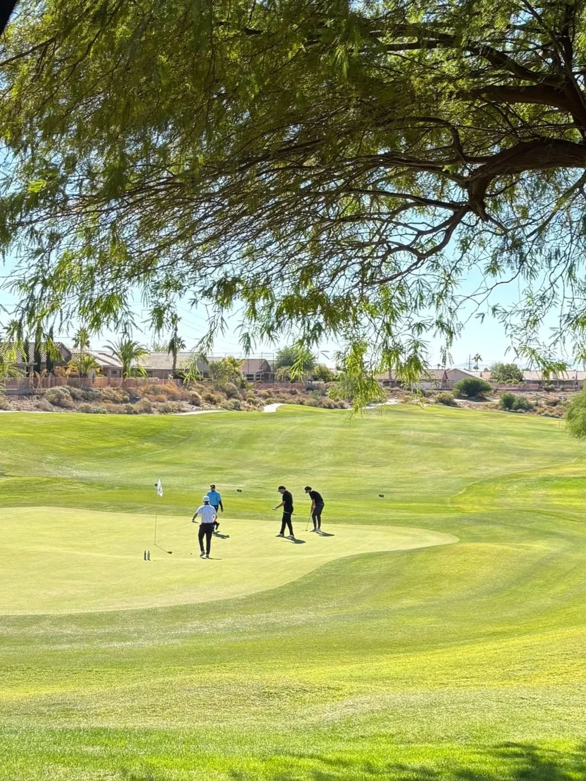 Golf course with four players on the green, shaded by a large tree in the foreground, with houses in the background under a clear sky.